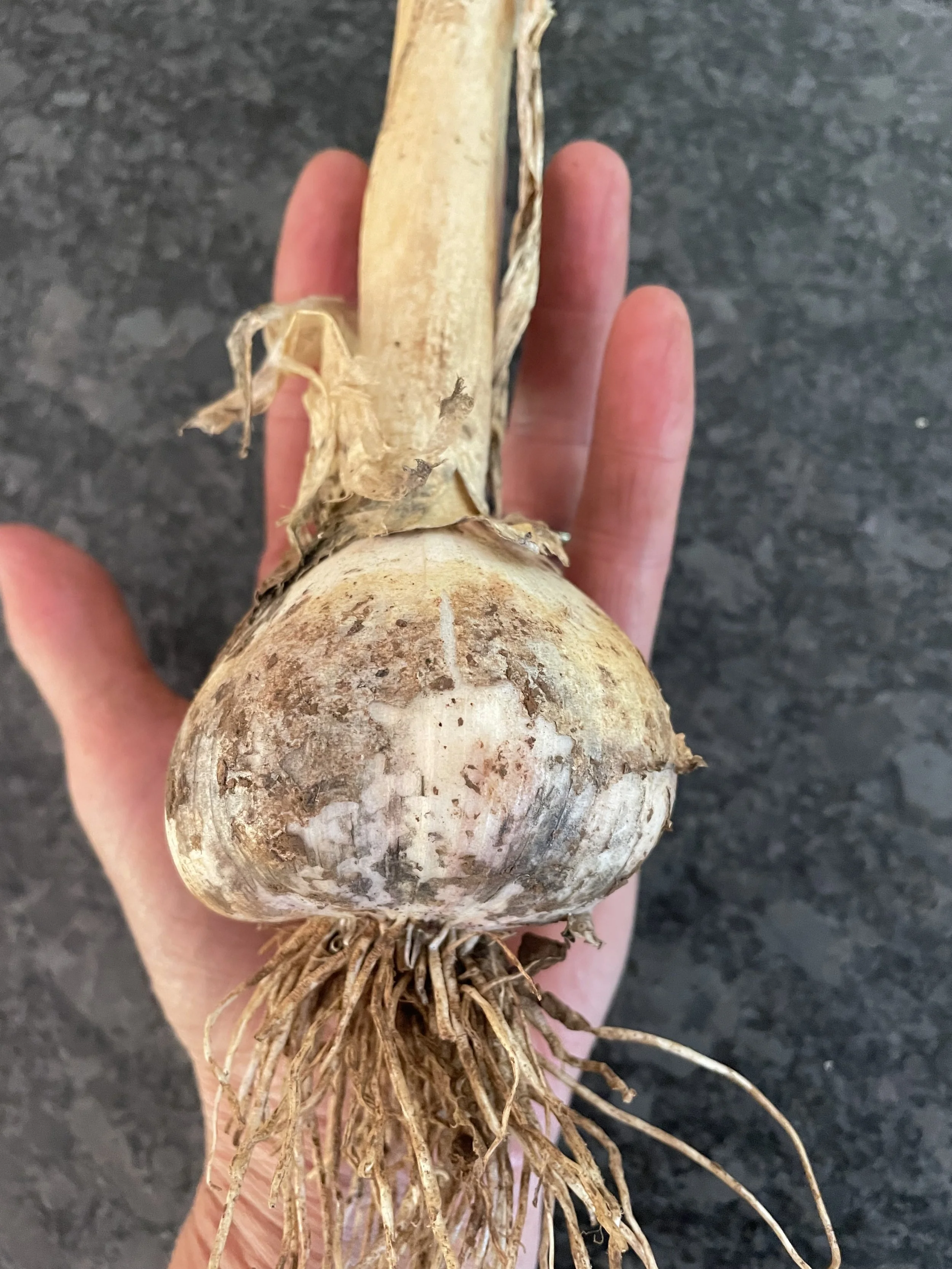 A hand holding a freshly harvested garlic bulb with roots and dried leaves, against a dark background.