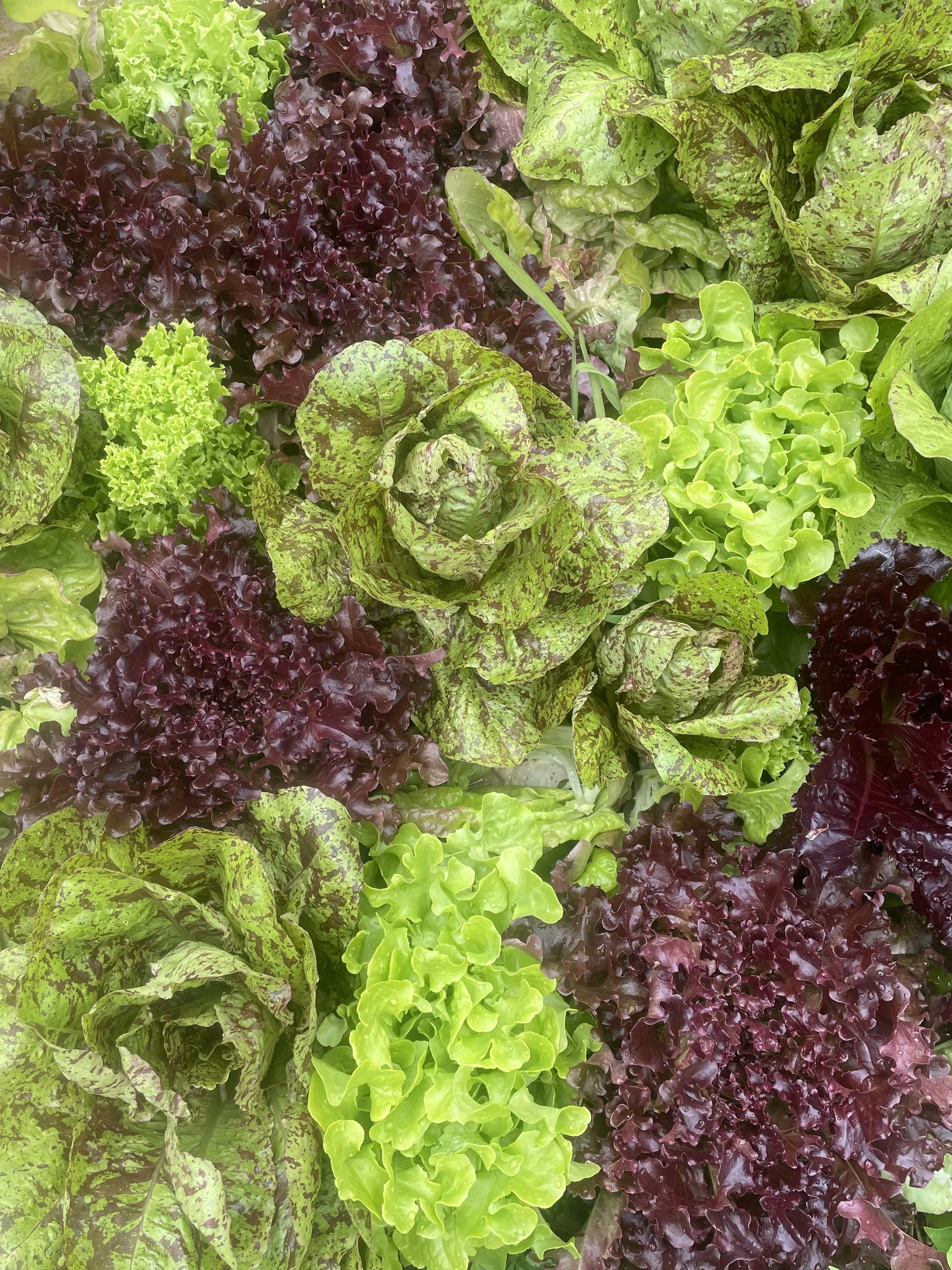 A variety of colorful lettuce heads, including green, red, and purple, arranged closely together.