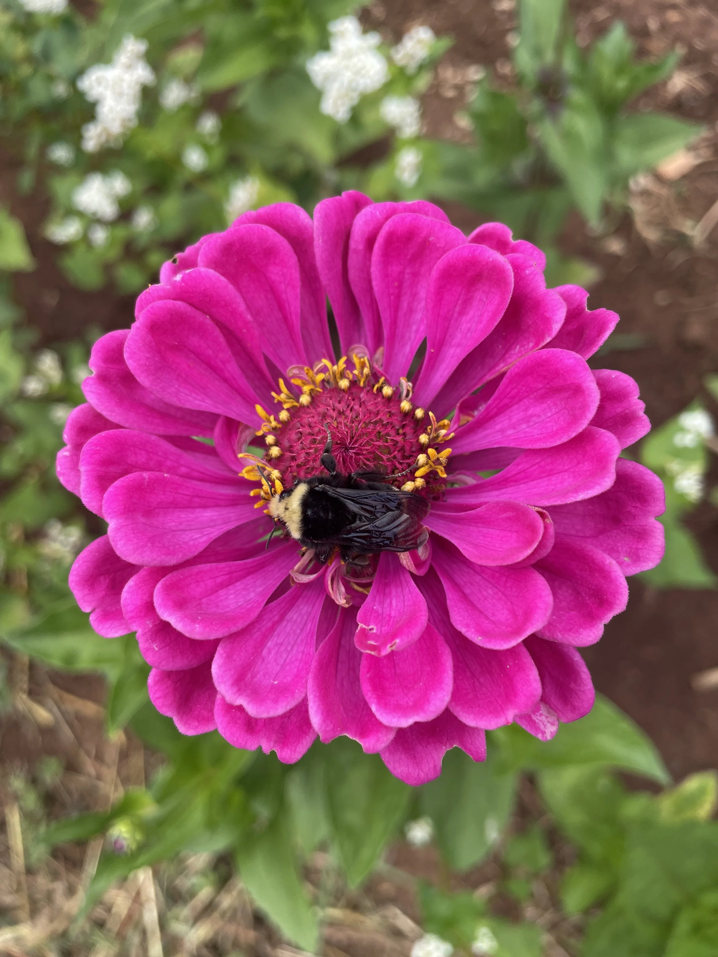 A close-up of a pink zinnia flower with a bumblebee collecting nectar in the center.