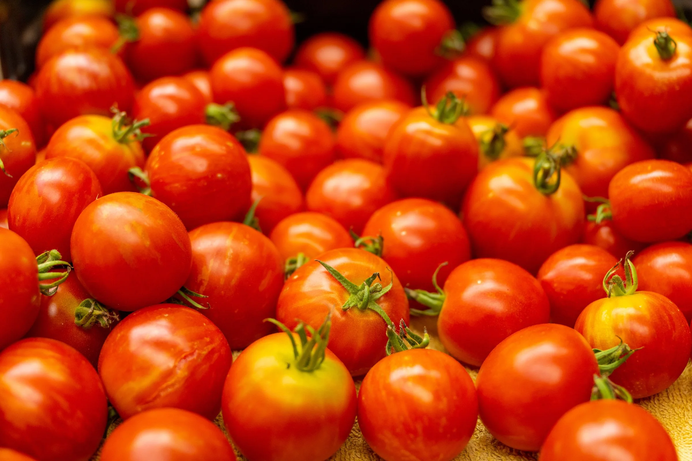 A large pile of fresh, ripe red tomatoes with green stems on display.