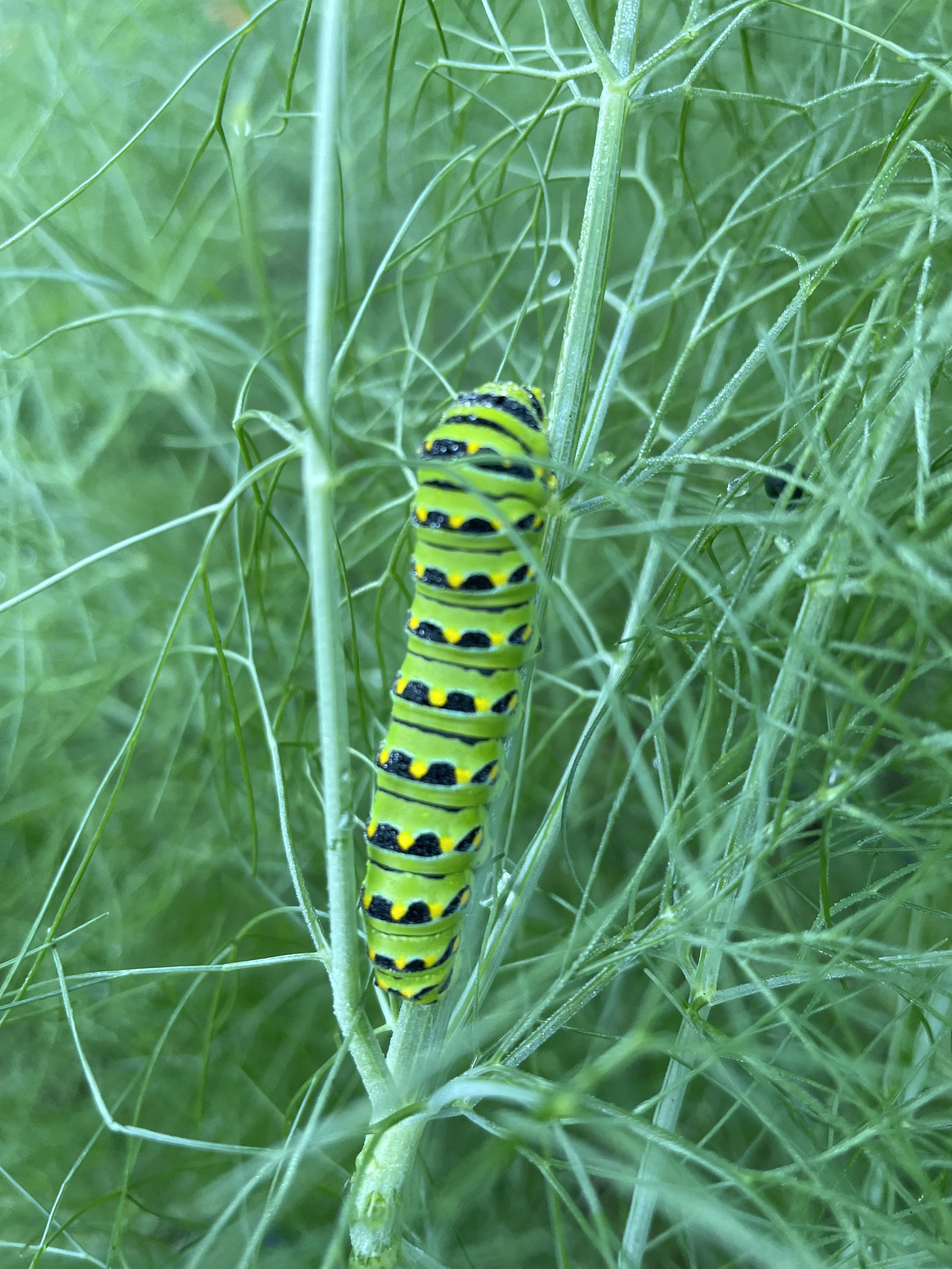 A green caterpillar with black and yellow markings on a green plant amidst green foliage.
