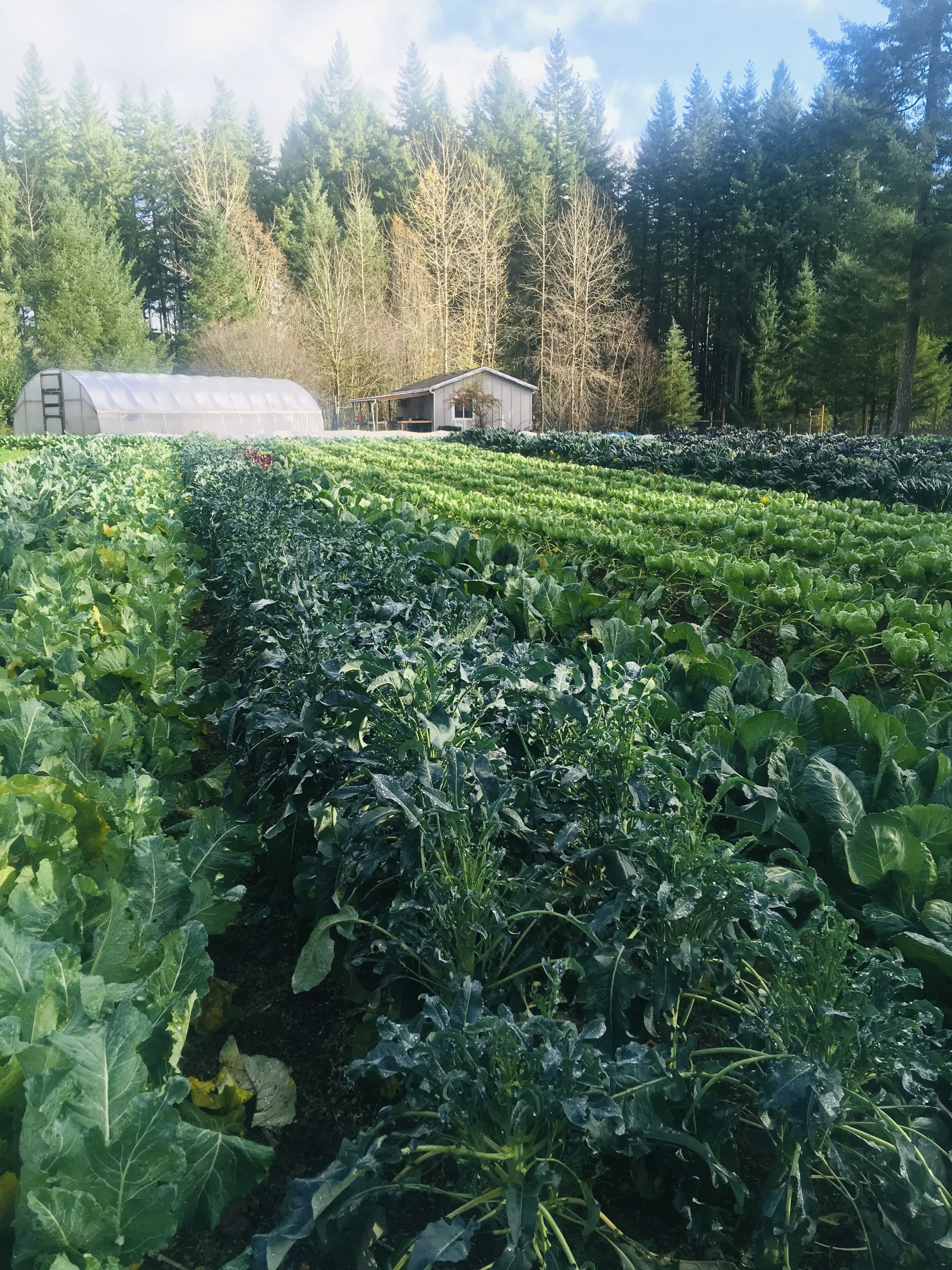 Green farm field with rows of leafy greens, a greenhouse, a small shed, and a forest of tall trees in the background.