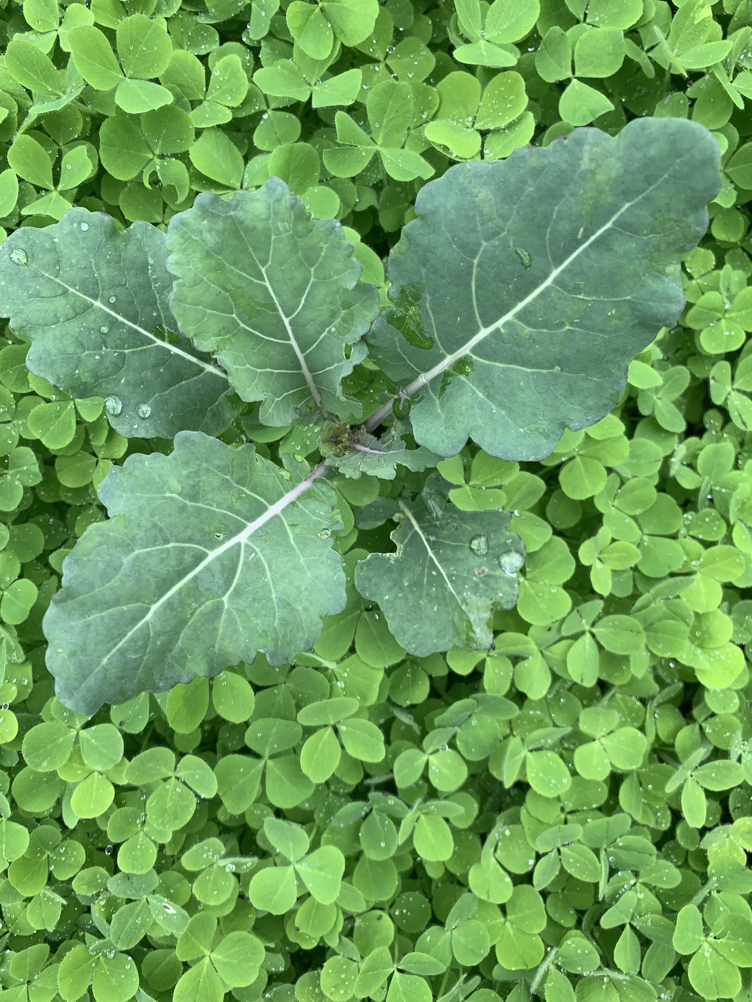 Green clover leaves with raindrops and larger green leaves with prominent veins.