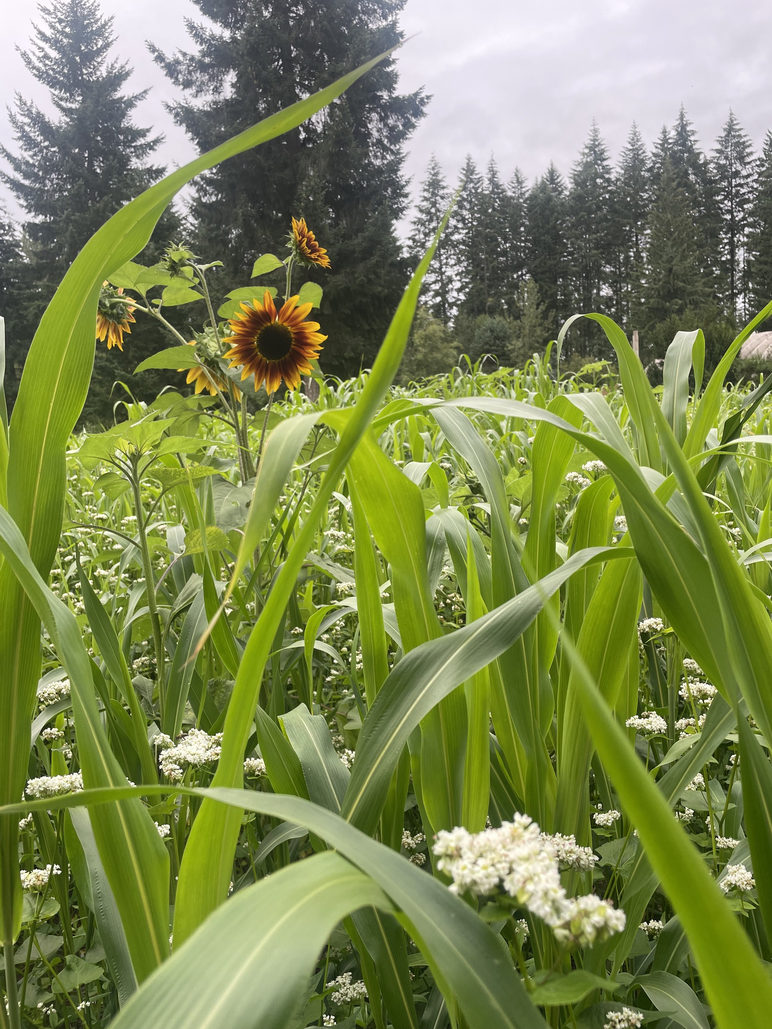 Sunflowers in a green field with tall trees and a cloudy sky in the background.