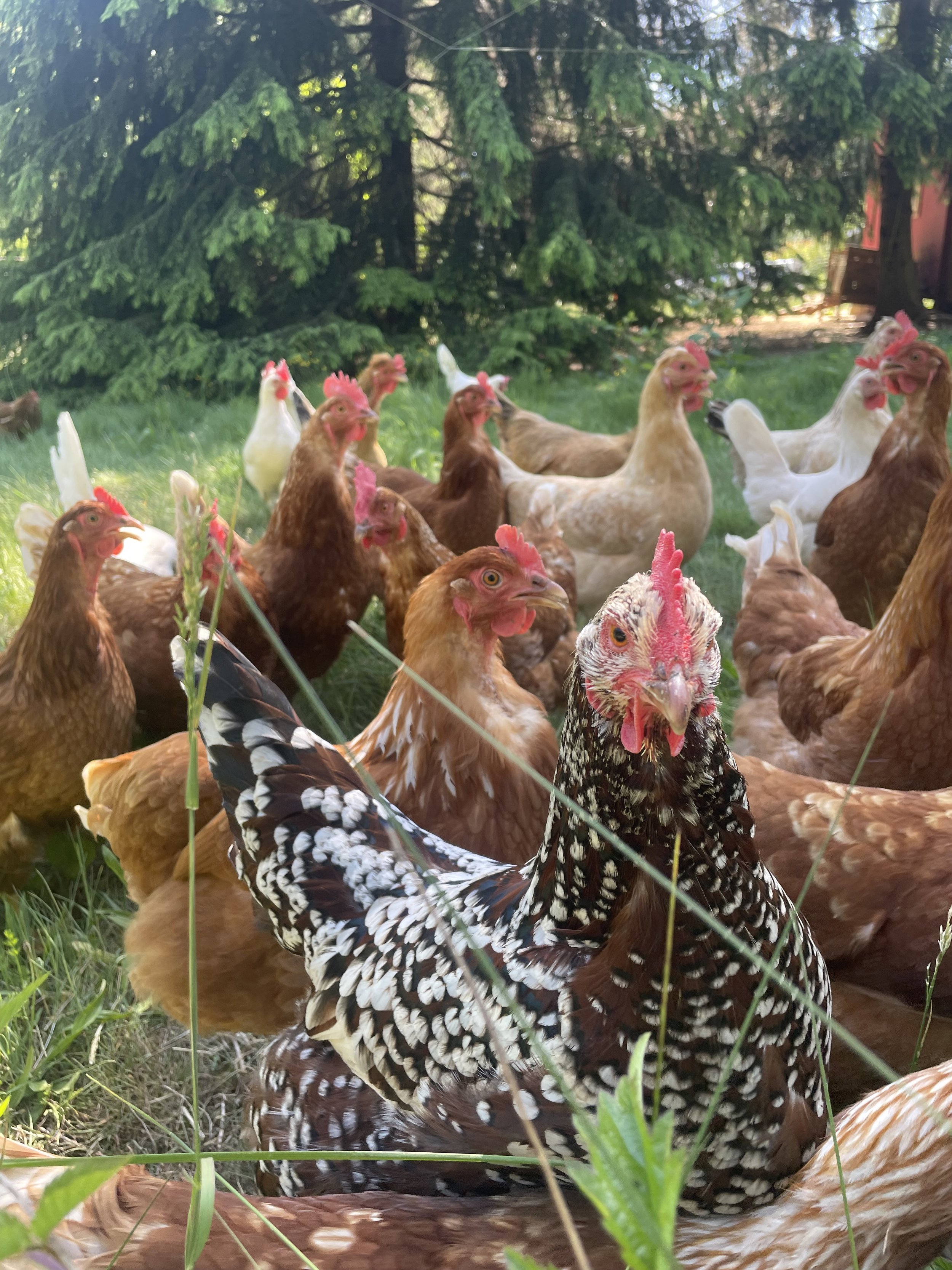 A group of chickens, including a speckled hen in the front, gathered outdoors on grass with a background of trees.