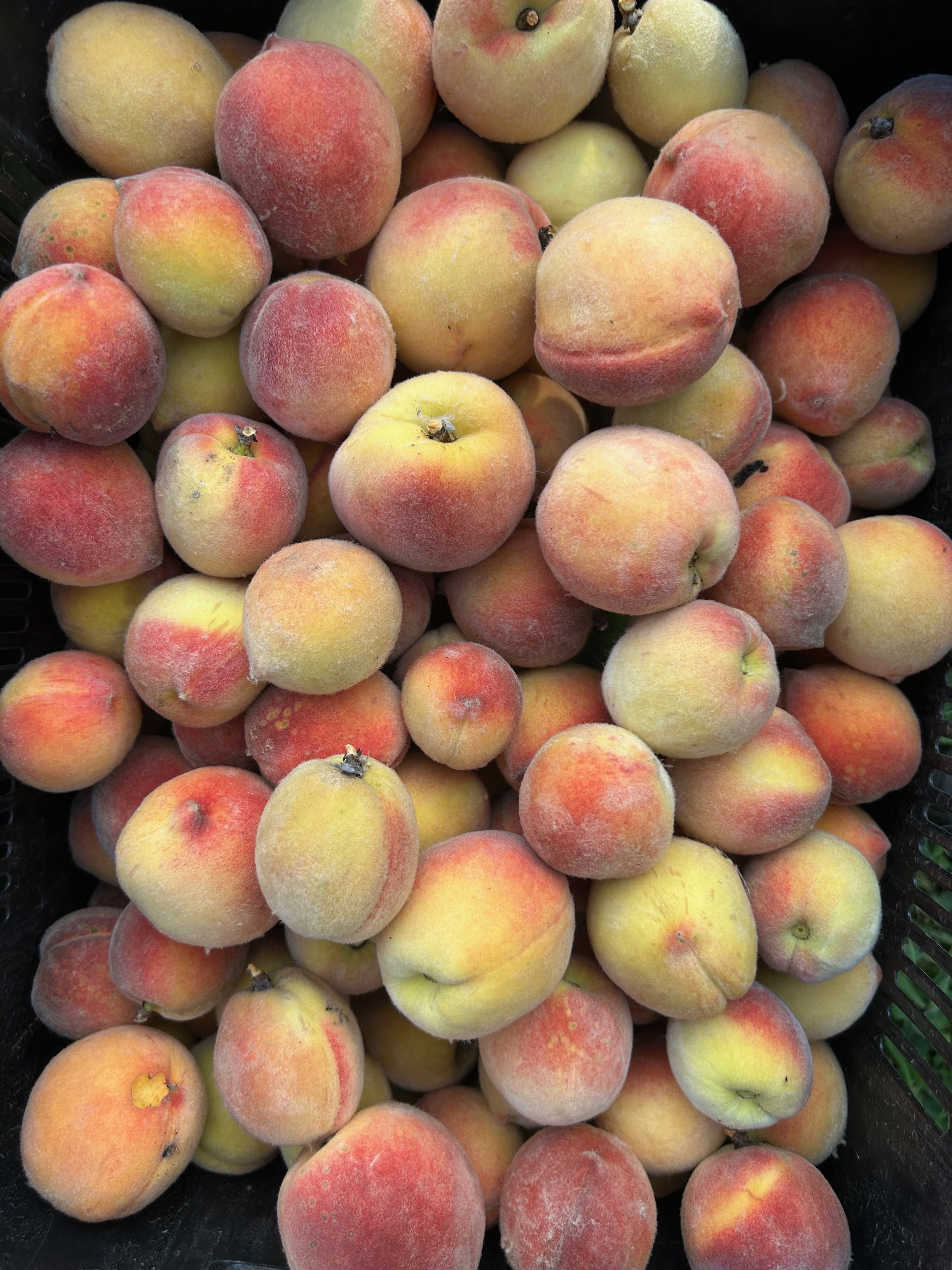 buck moon pickles, preserves, provisions club