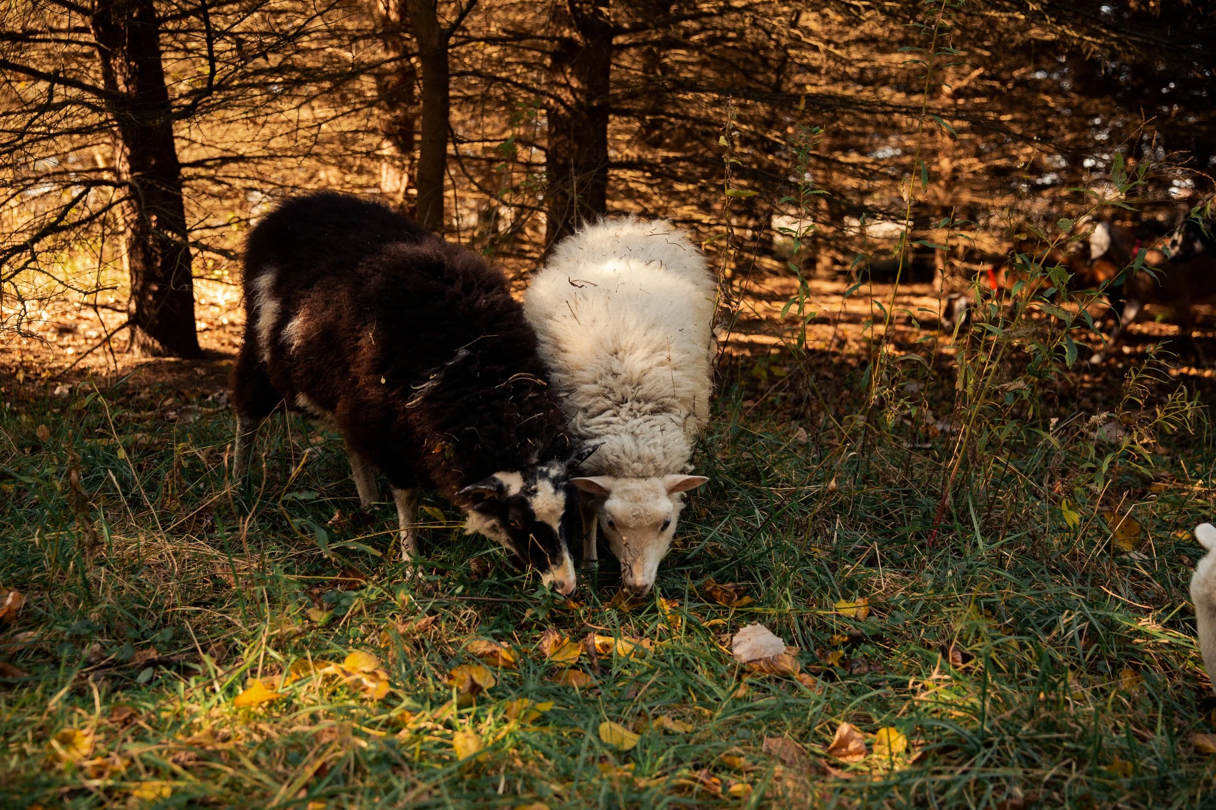 Come and See Farm-86.jpg