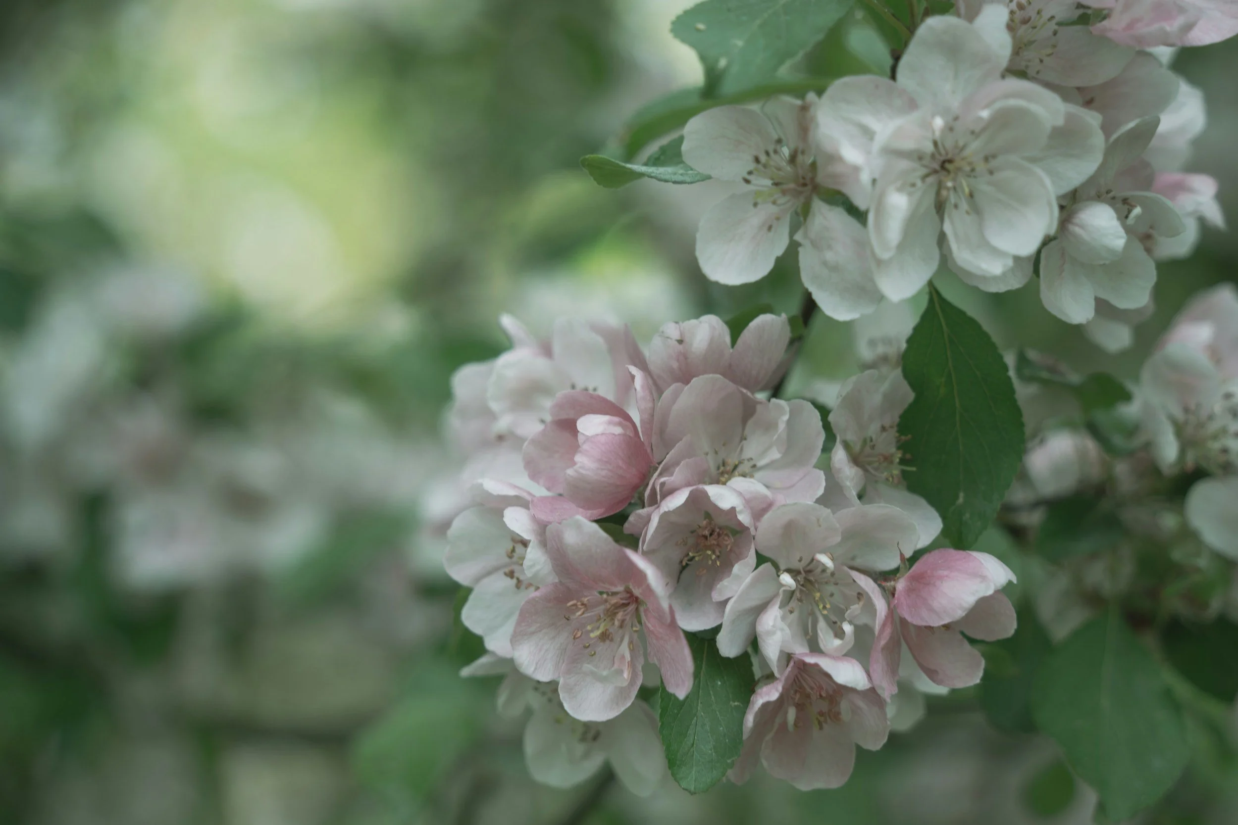the art of quietly blooming