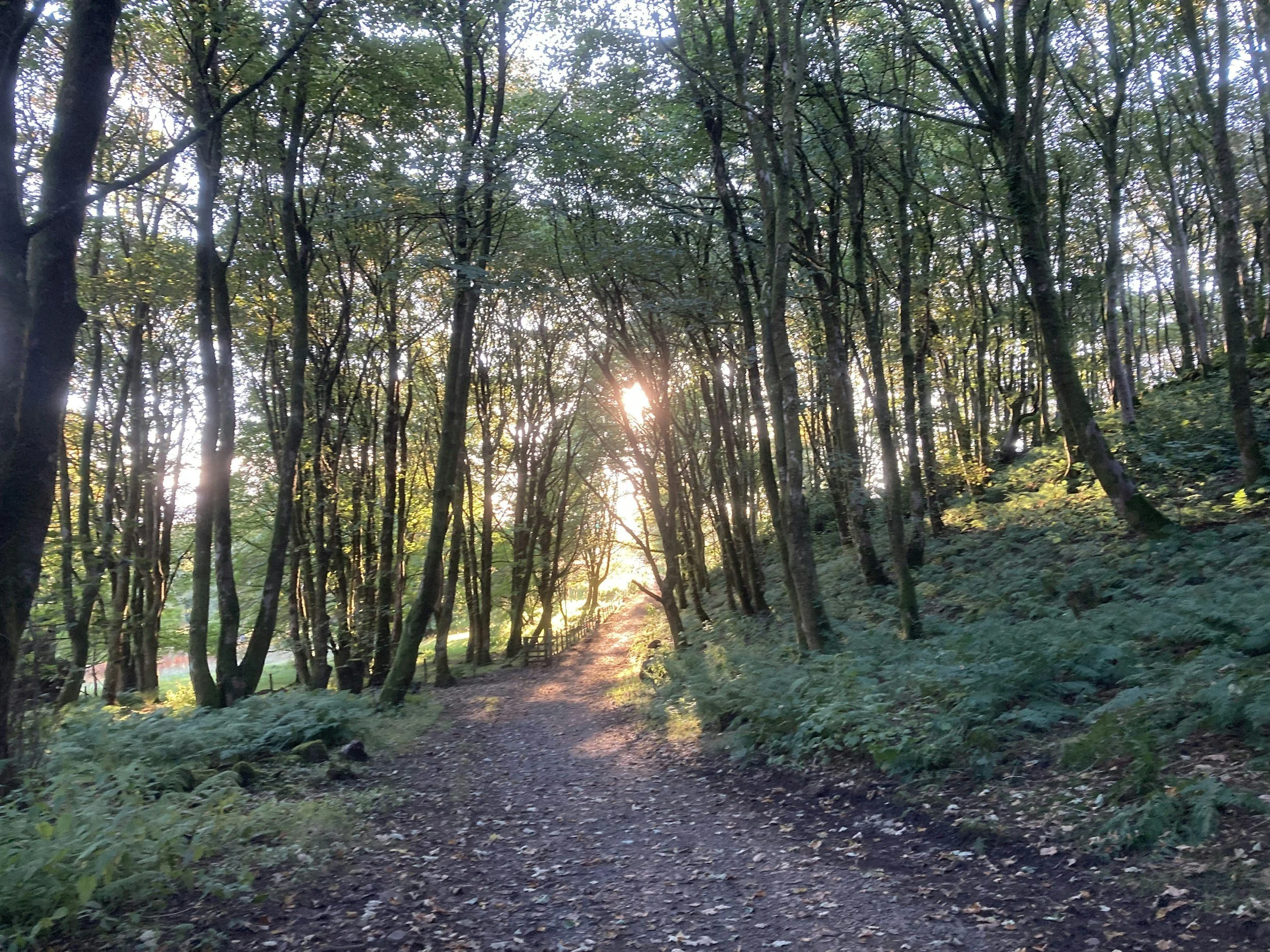 A dirt walking trail through a dense forest with trees on both sides, the sunlight filtering through the leaves as the sun sets.