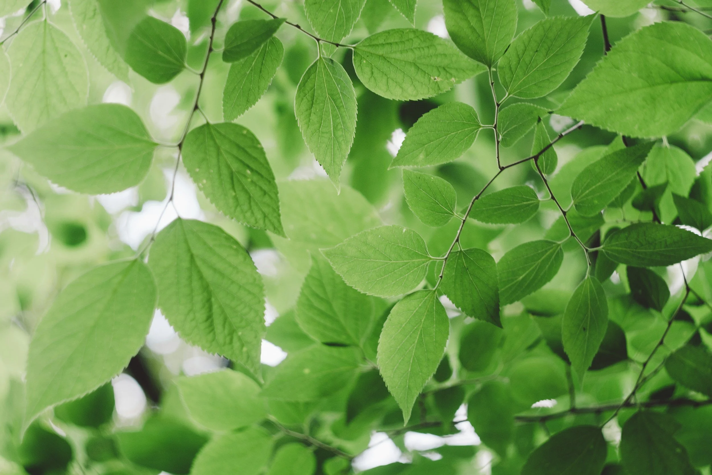 Close-up of vibrant green leaves in natural sunlight