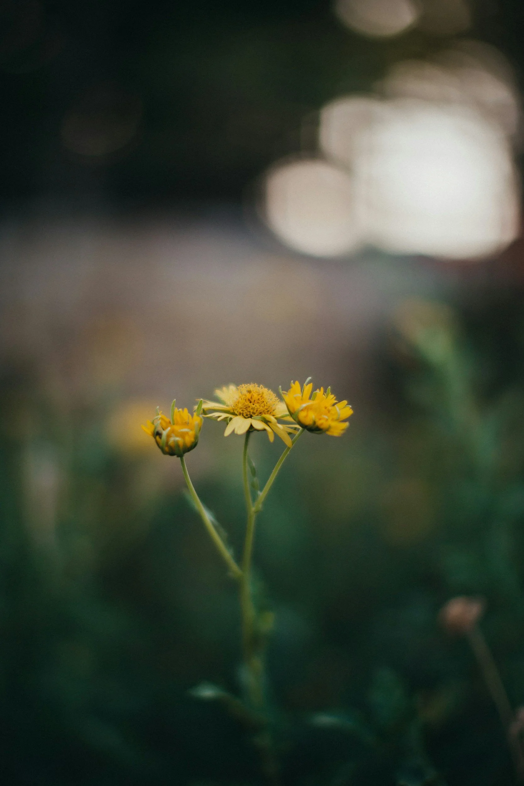 A small yellow flower with multiple buds and some green leaves against a dark, blurred background with bokeh lights.