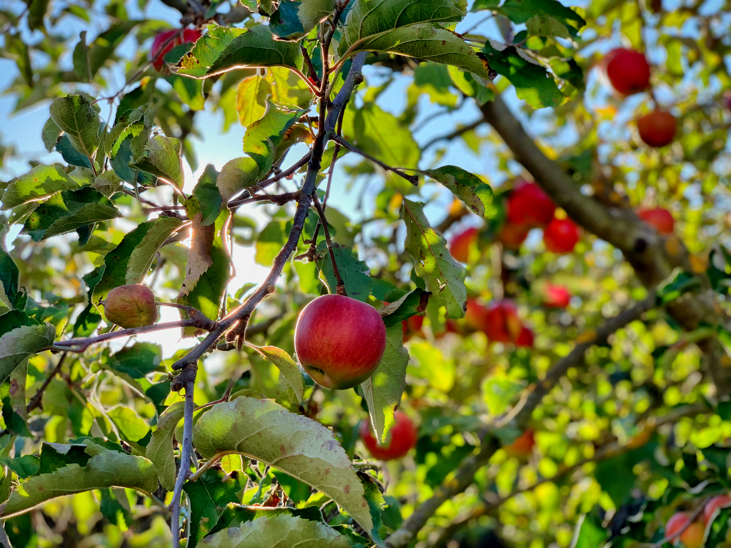 the fruit that follows
