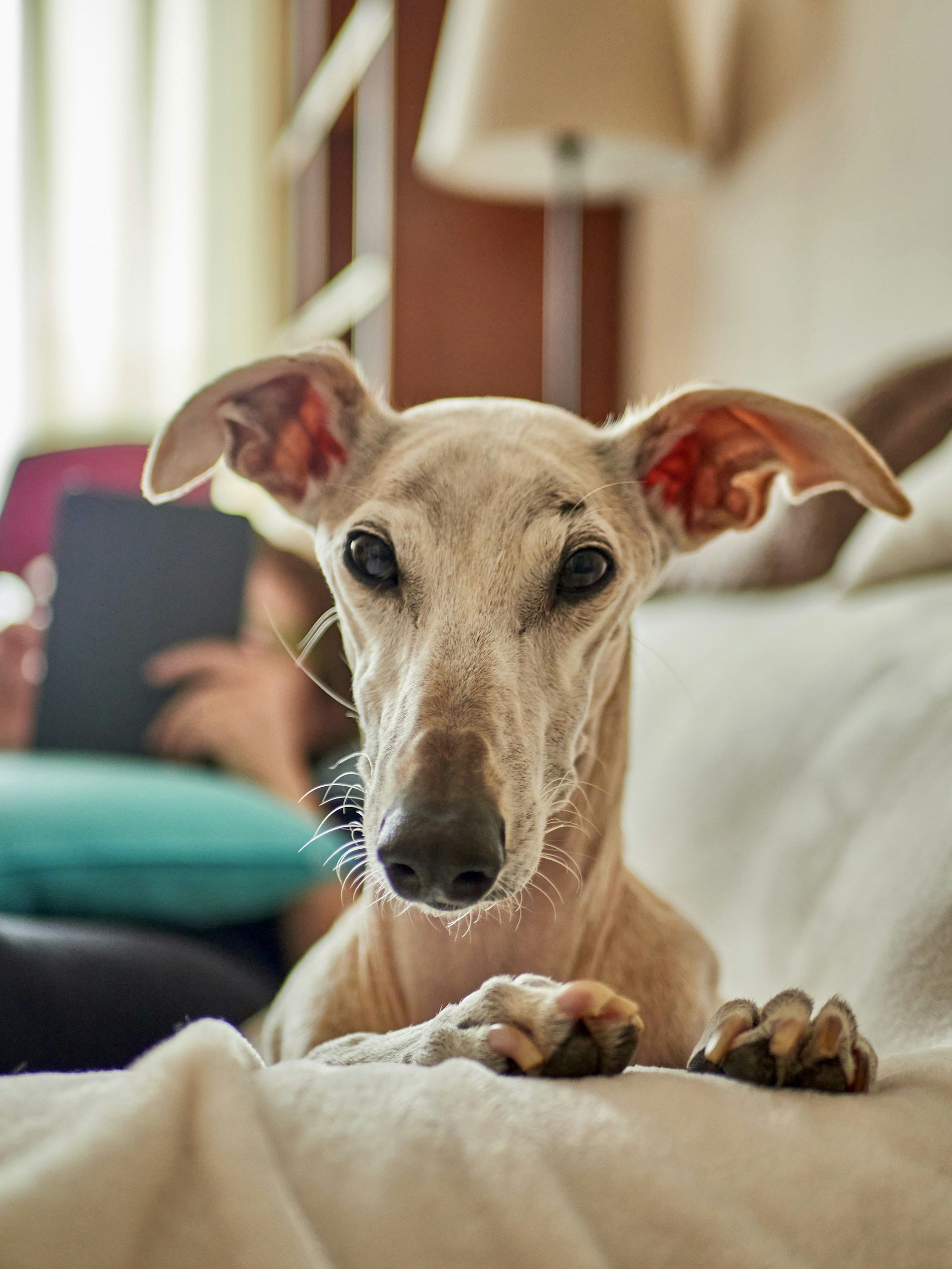 A relaxed greyhound at home on a couch — illustrating the benefits of Pawlyclinic’s in-home veterinary care experience