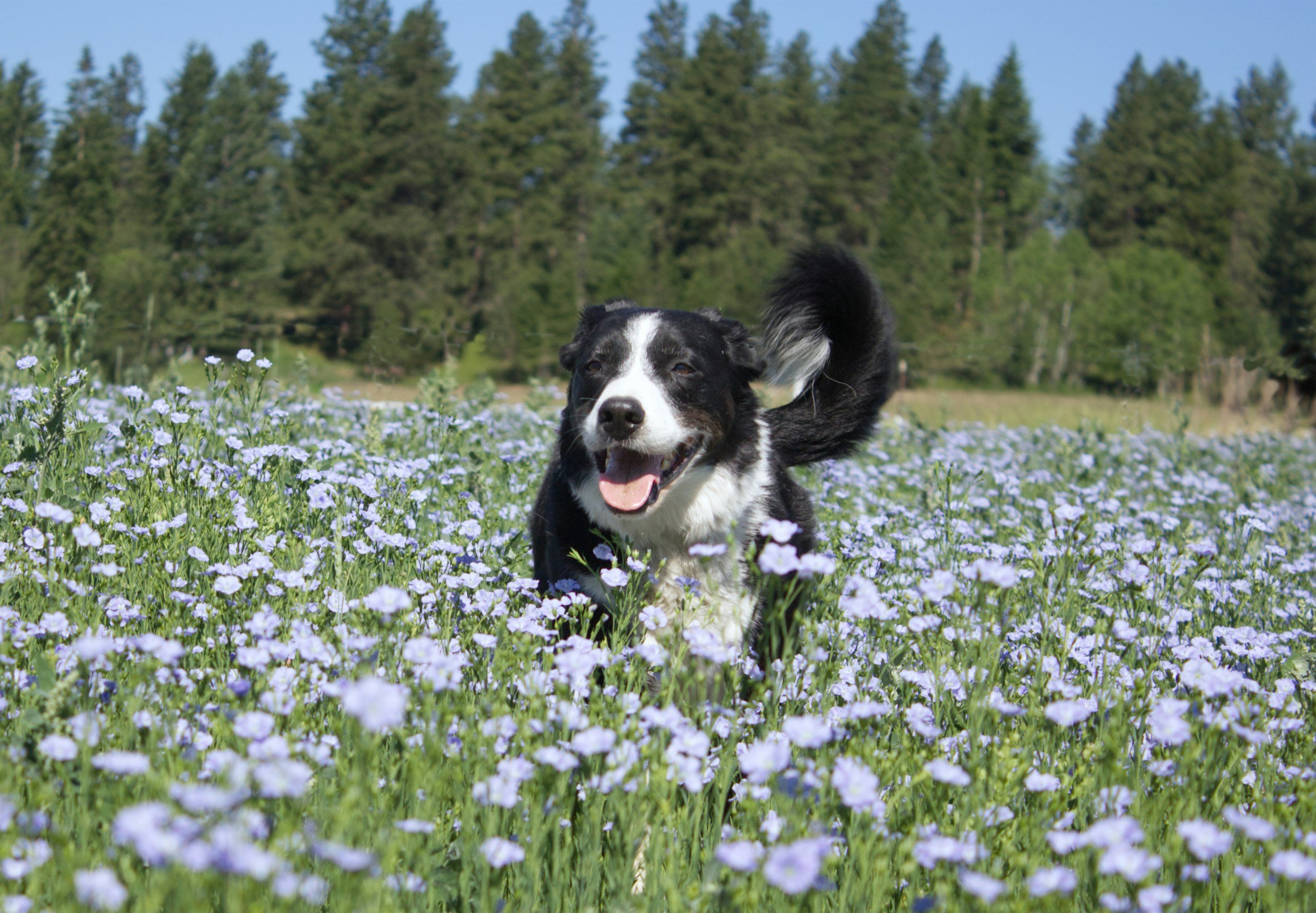 Spring Allergies in Denver Pets: Why They’re Worse at High Altitude