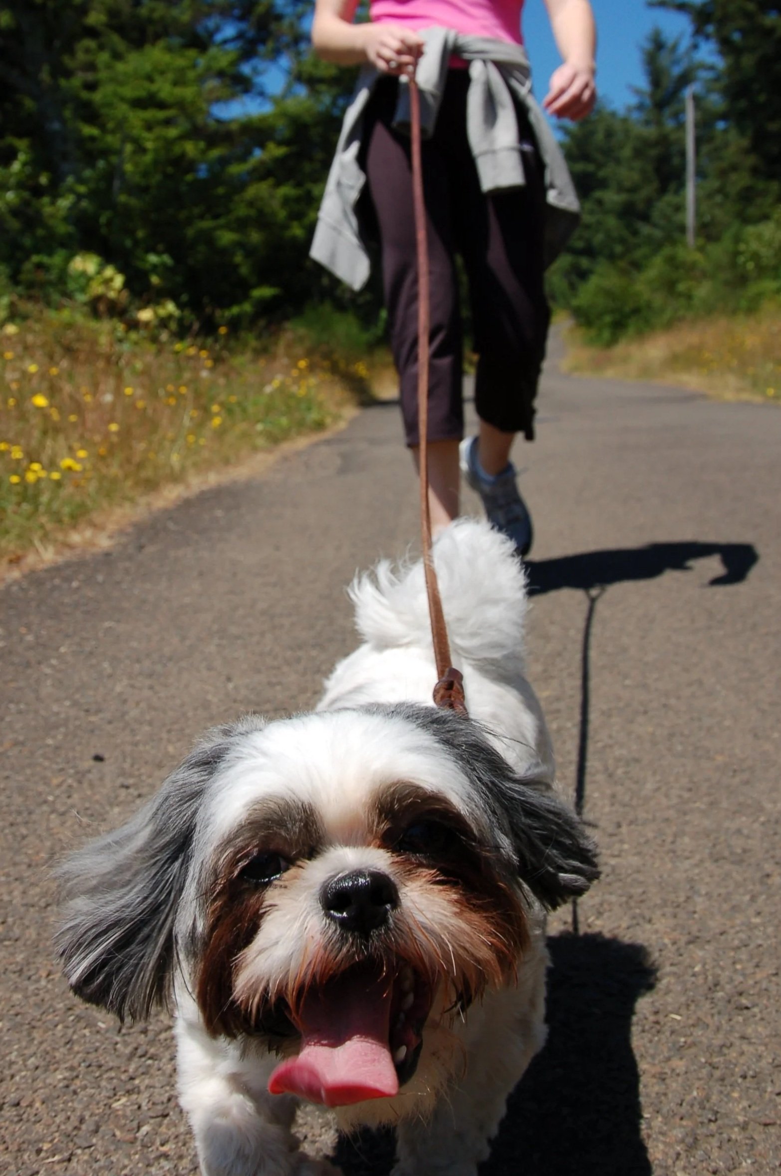 Hot Pavement in Denver: When Is It Too Hot for Your Dog?
