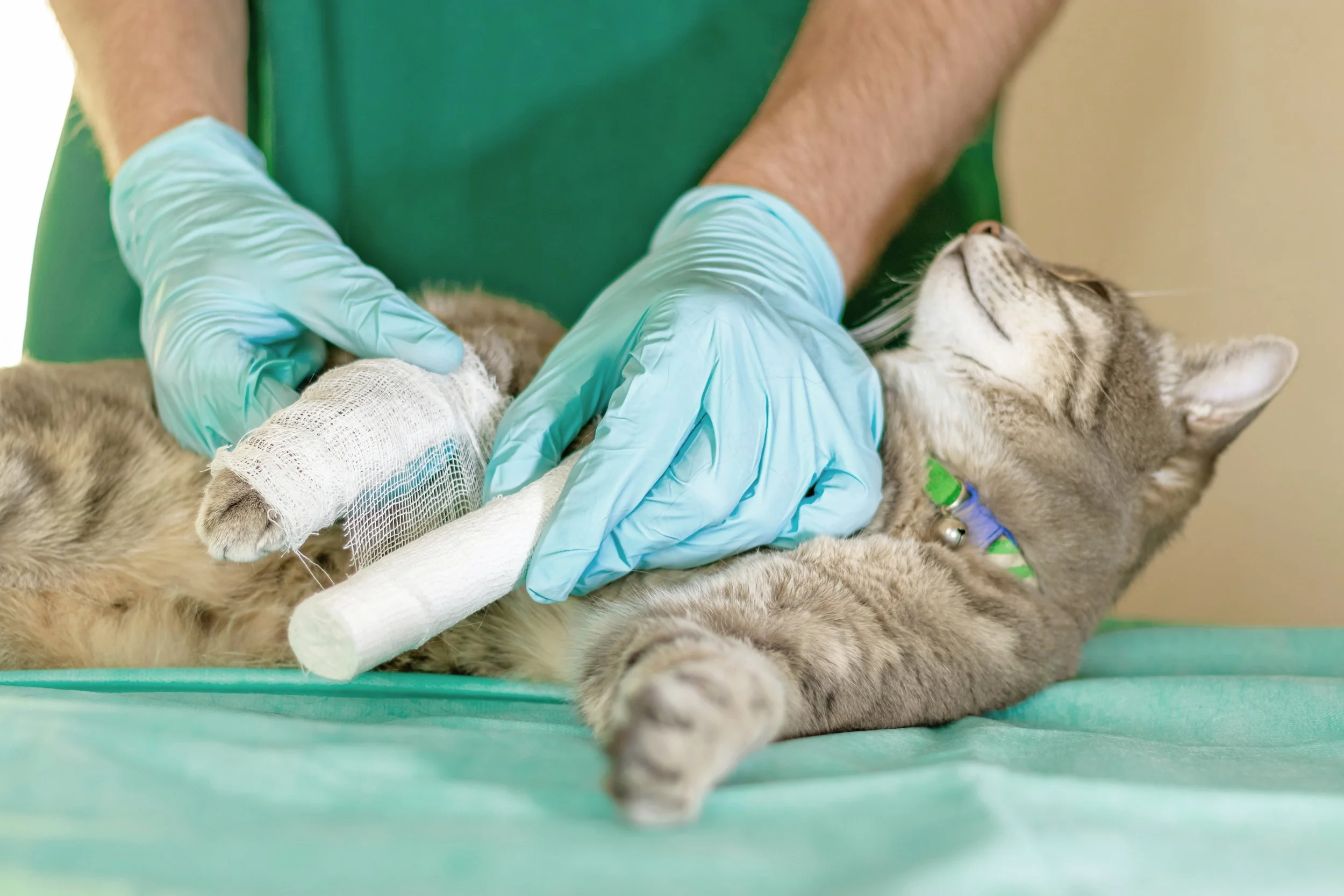 A cat receiving veterinary bandage care for a paw injury at Pawlyclinic — serving urgent pet care and post-surgical recovery needs in Denver and surrounding areas.