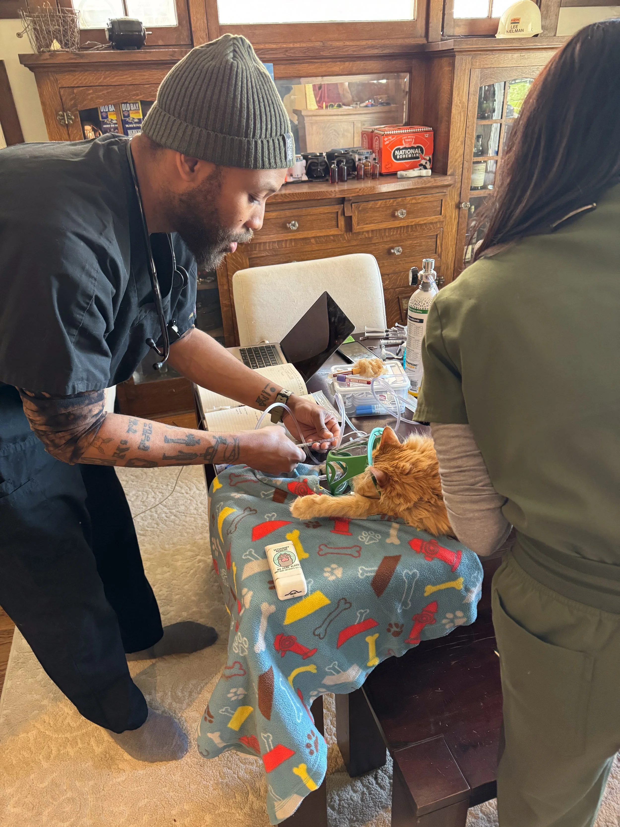 The Pawlyclinic mobile vet team providing in-home medical care to a cat during a house visit in Denver, using portable equipment for a safe and comfortable treatment