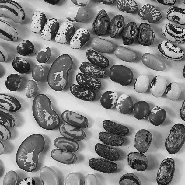 Various types of beans arranged on a surface in black and white.
