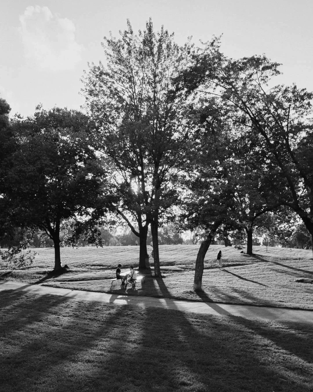 Sunlight filters through trees in a park with a few people walking, casting long shadows on the ground. The scene is in black and white.