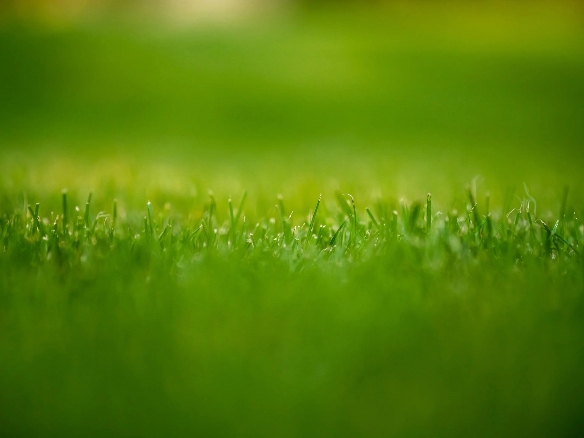 Close-up of green grass blades on a lawn with a blurred background.
