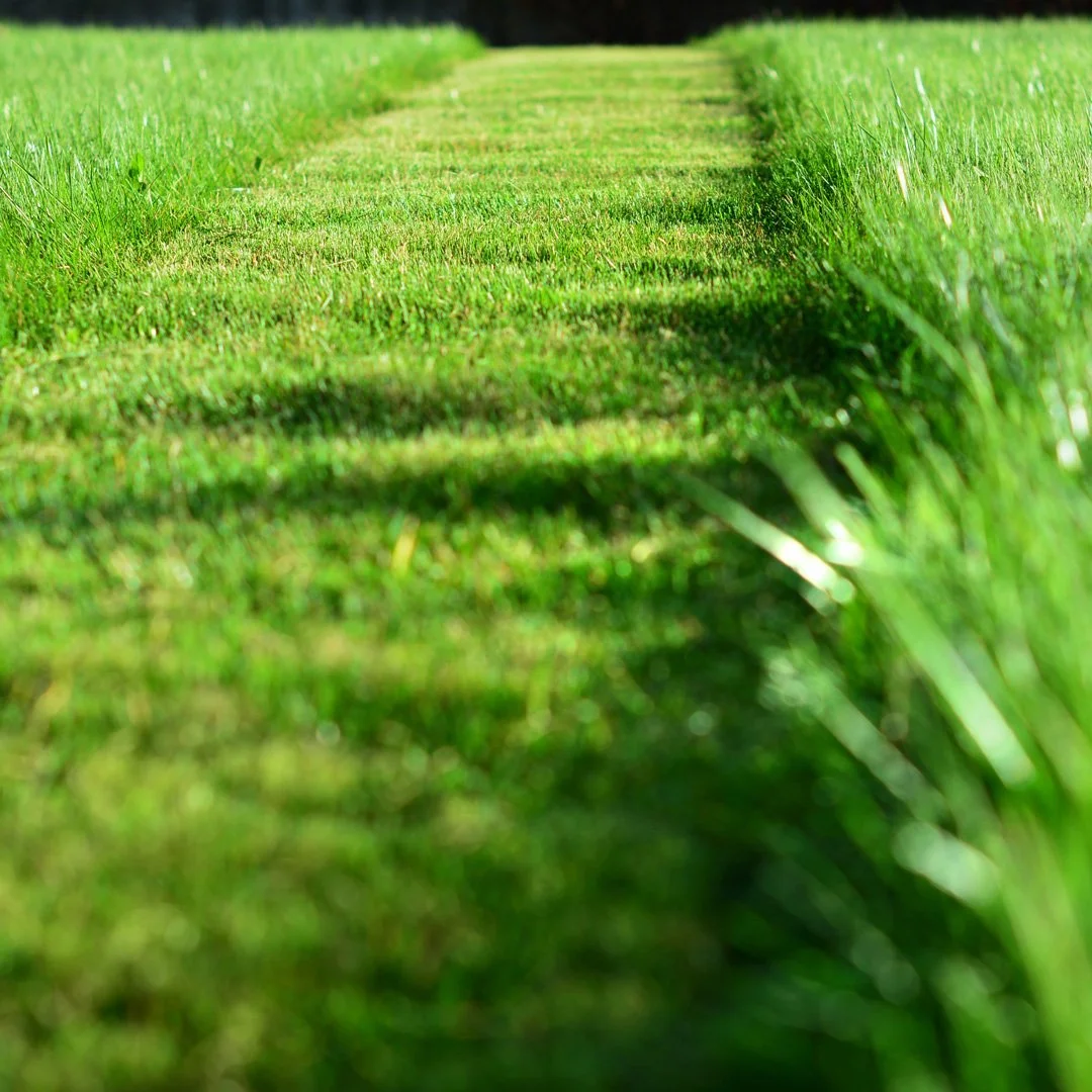 A grassy field with a well-trimmed path in the middle, surrounded by taller grass on both sides, under bright sunlight.