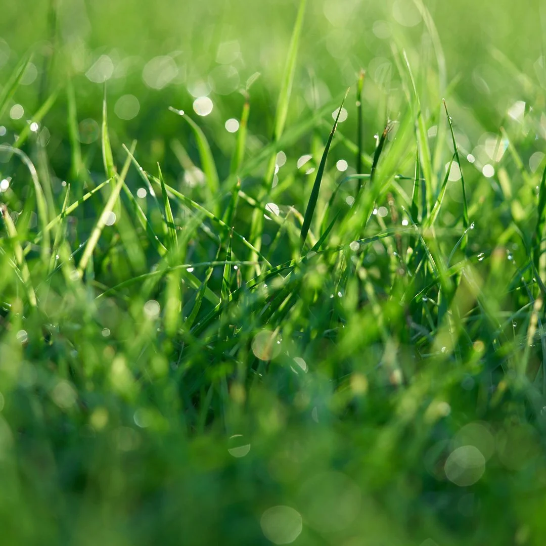 Close-up of green grass with sunlight and dew drops, creating a bokeh effect.