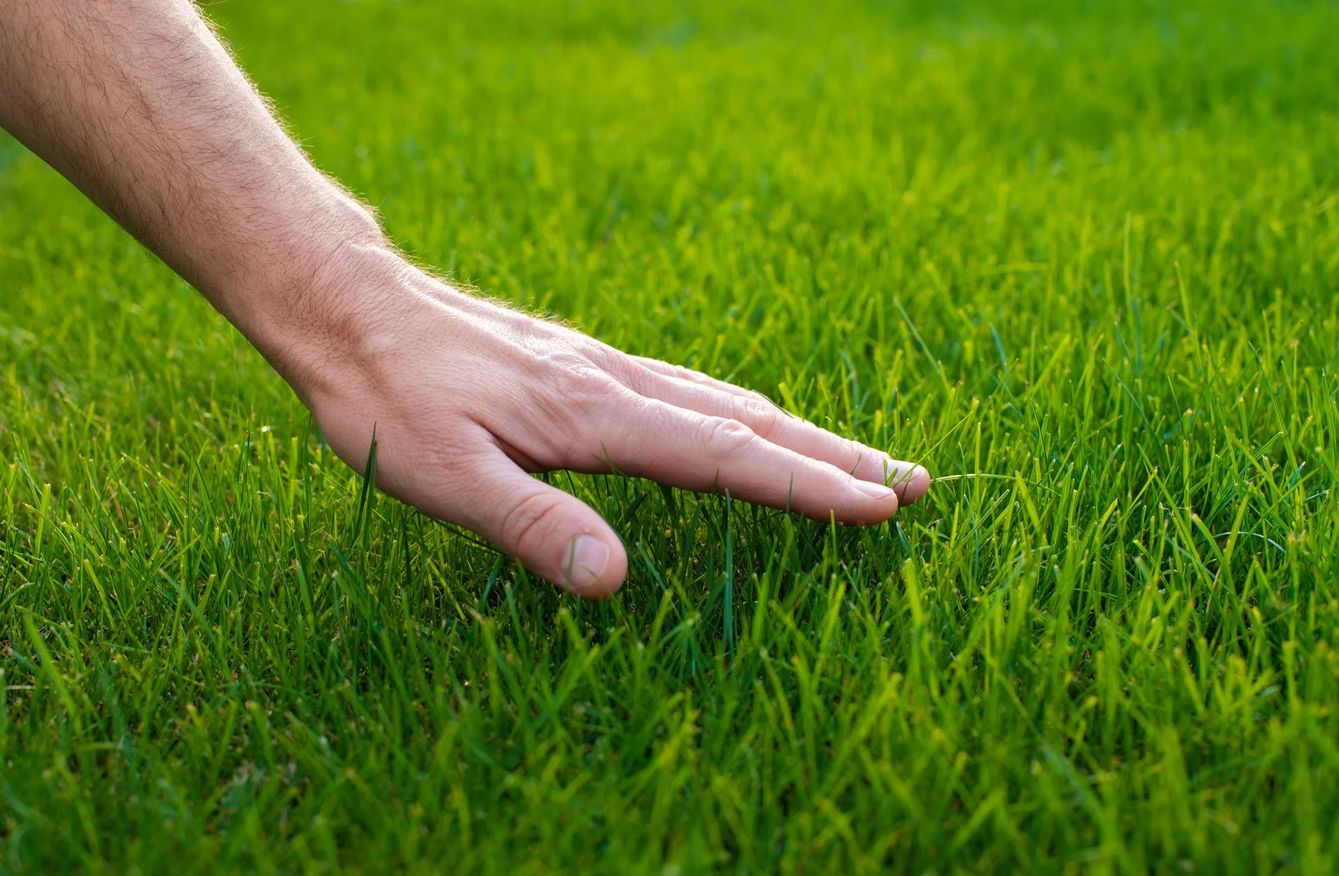 A person's hand touching green grass on a sunny day.