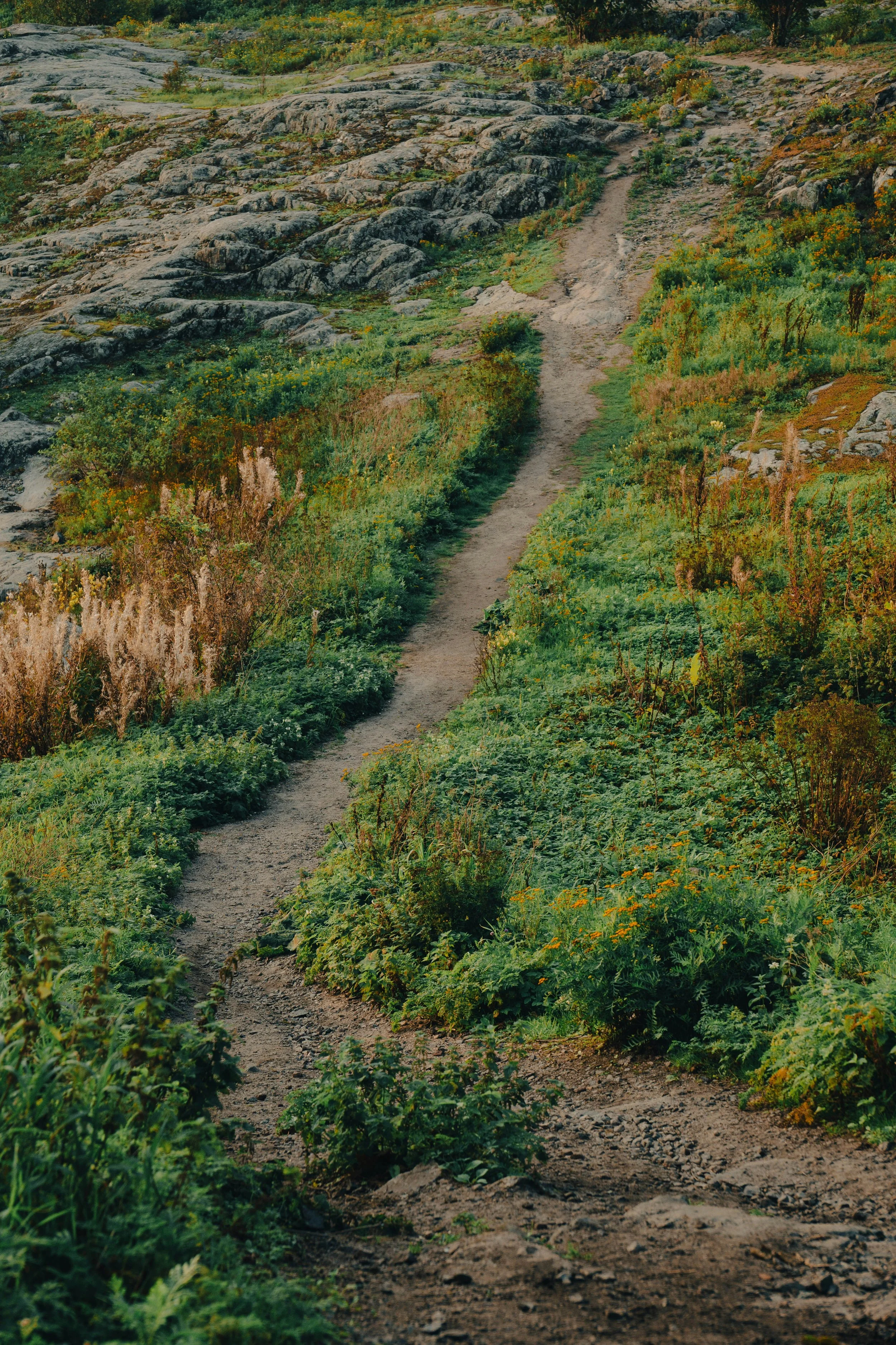 A narrow dirt trail winding through a lush green hillside with rocks and wildflowers.