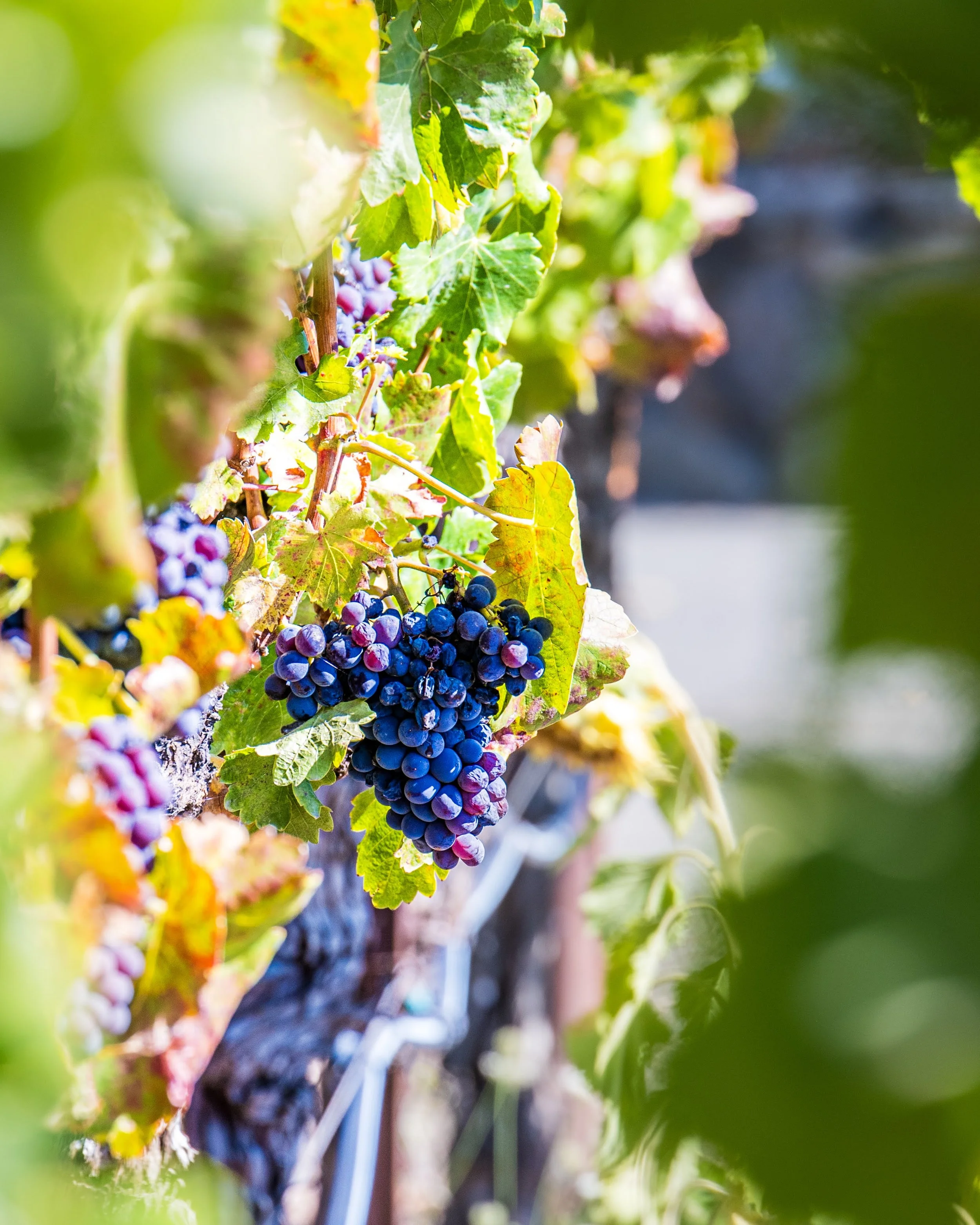 Close-up of purple grapes hanging on a vine among green and yellow leaves in a vineyard.