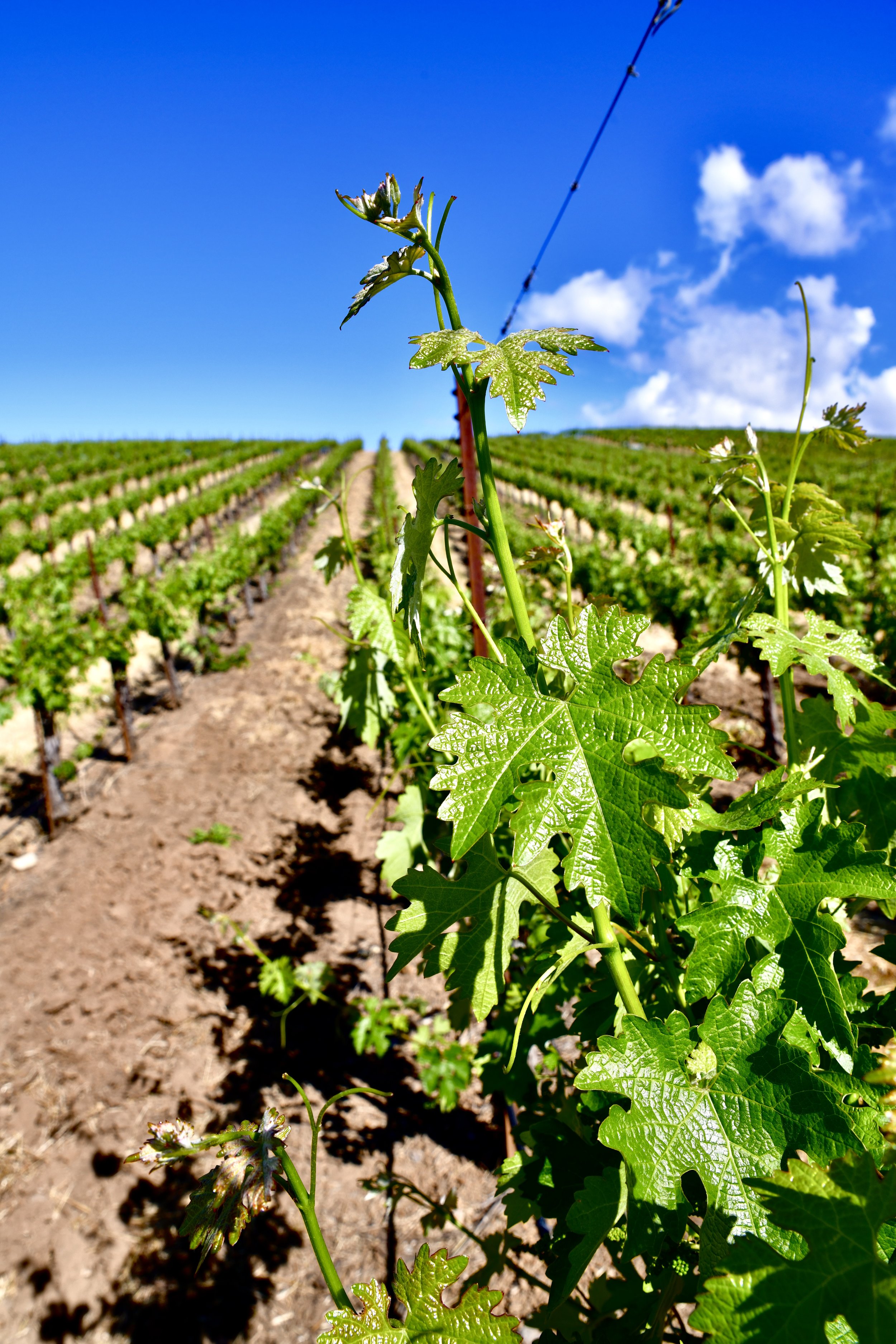 A vineyard with rows of grapevines under a bright blue sky with some clouds.