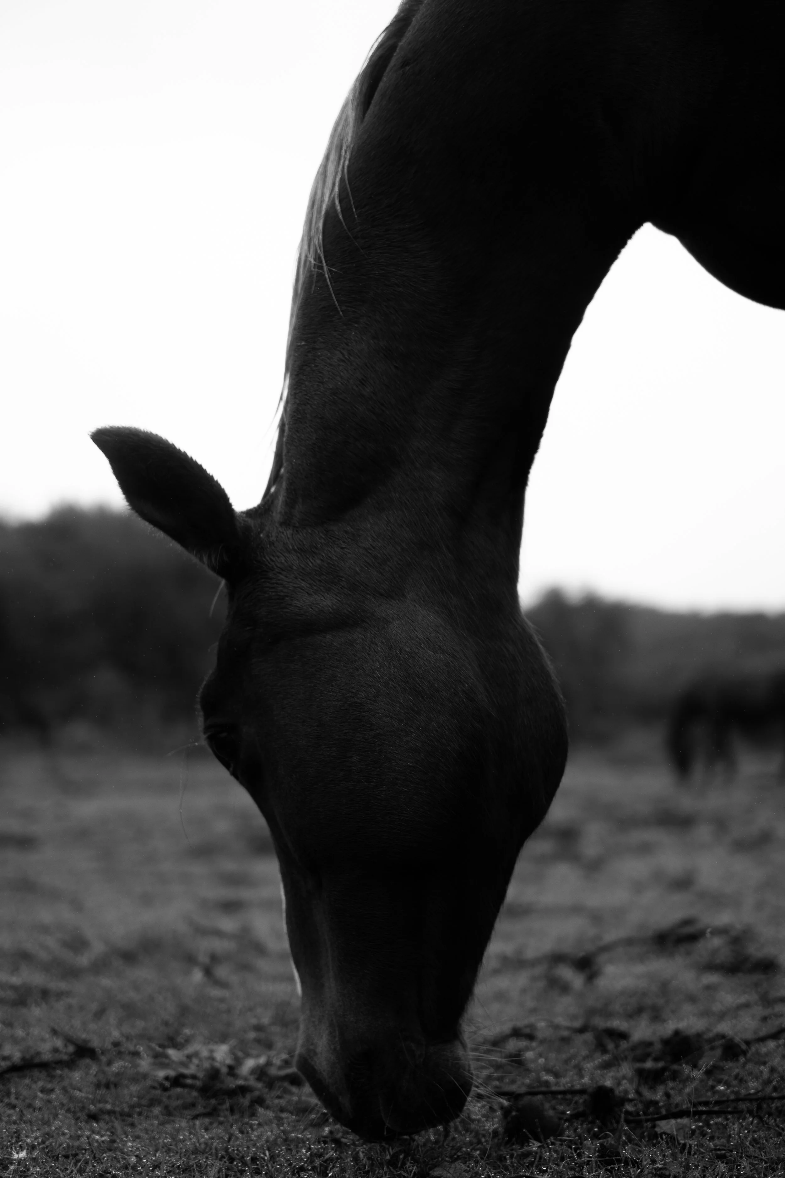 Black and white photo of a horse grazing on grass in an open field. argentine breed polo horse