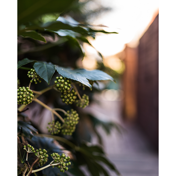 Close-up of green berries and dark green leaves on a bush near a walkway, with a blurred background of a wooden fence and outdoor setting.