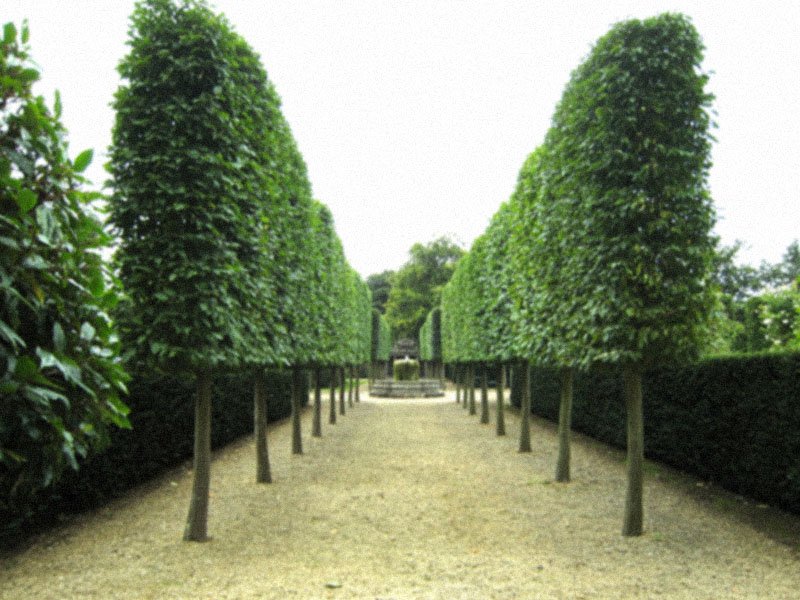 Pathway with symmetrical, cone-shaped green trees on both sides, leading to a fountain in the distance