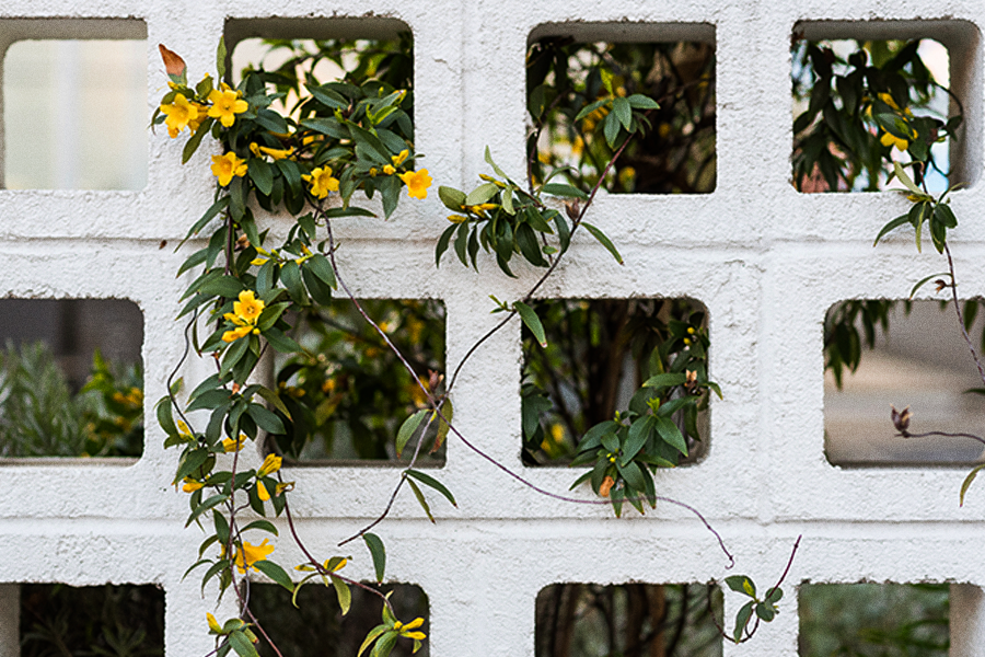 Yellow flowering vine growing through a white cinder block wall with square openings.