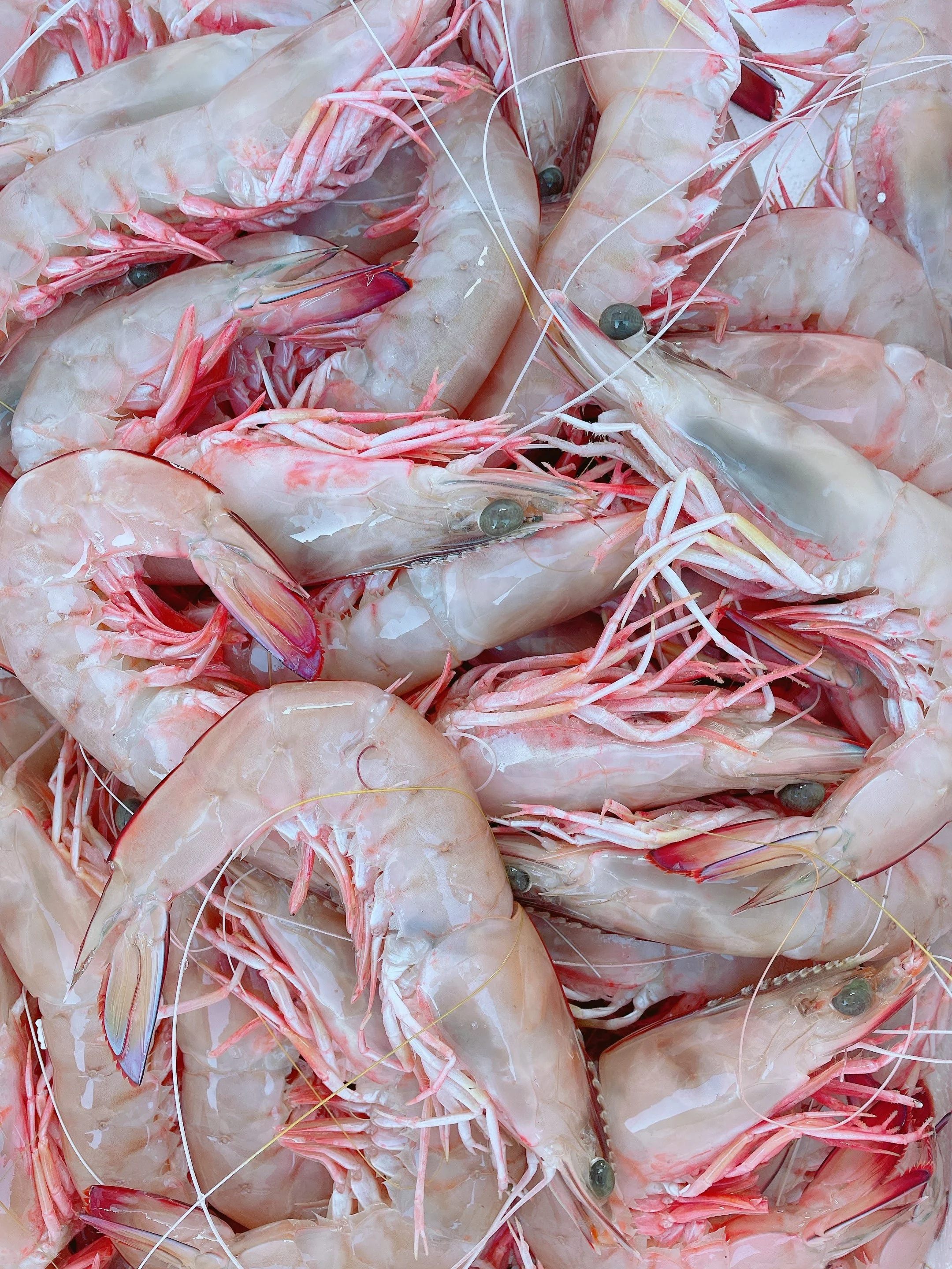 Jumbo Whole Raw Tiger Prawns - Exmouth Wild