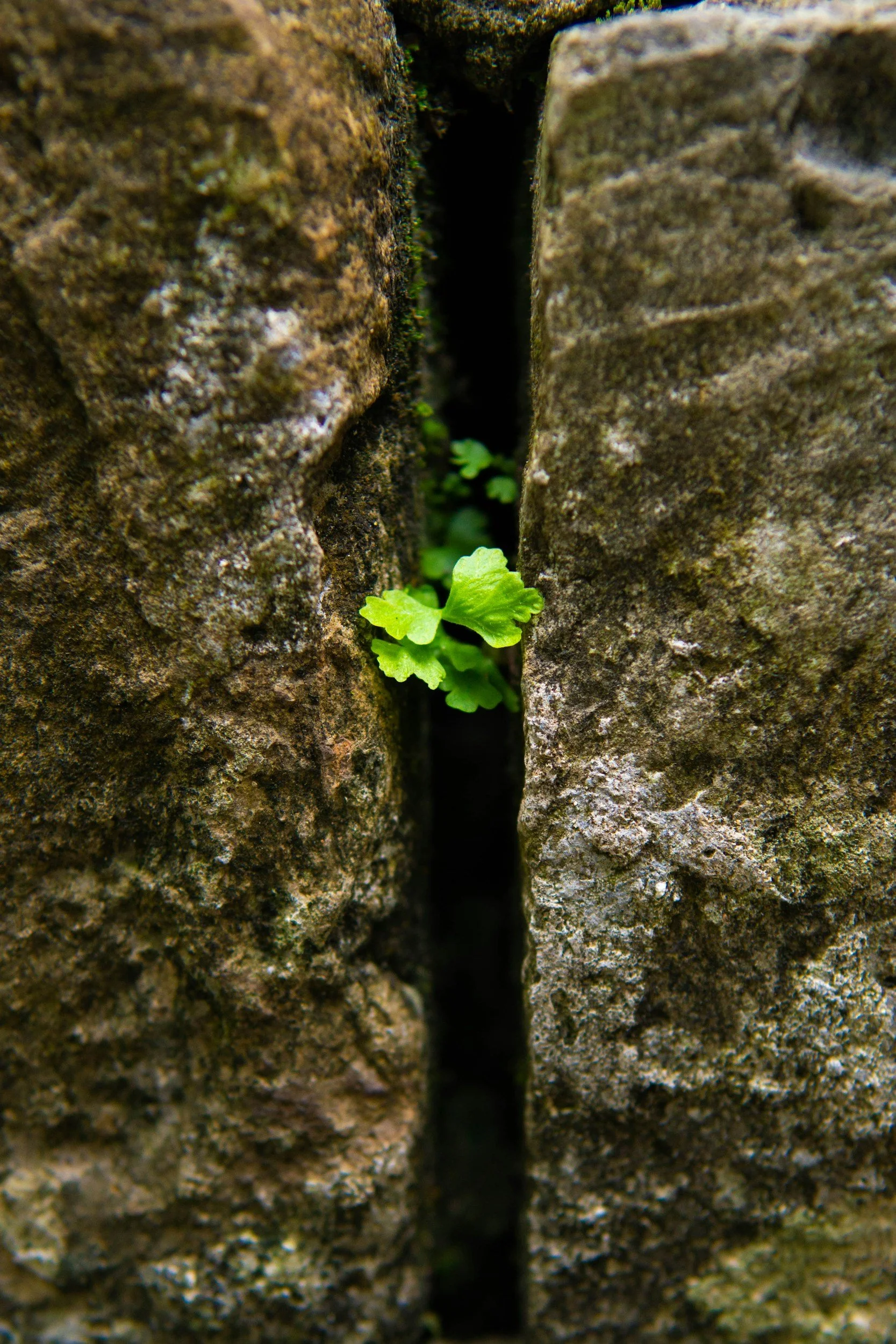 Close-up view of a narrow gap between two rough-textured brick stones with small green plants growing in the gap.