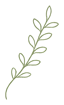 A simple illustration of a green plant with multiple small oval leaves along a curved stem.