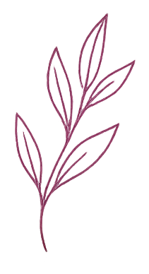 Line drawing of a plant with multiple elongated leaves