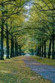 Tree-lined park pathway with green leaves and a gravel trail