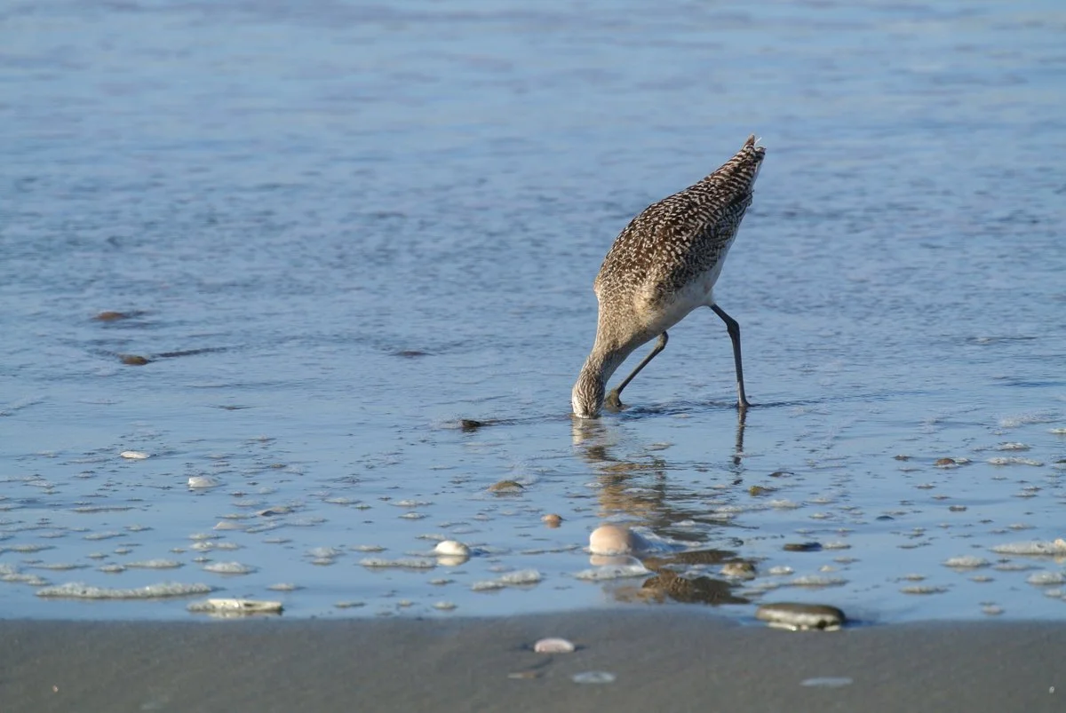 Willet on the California coast