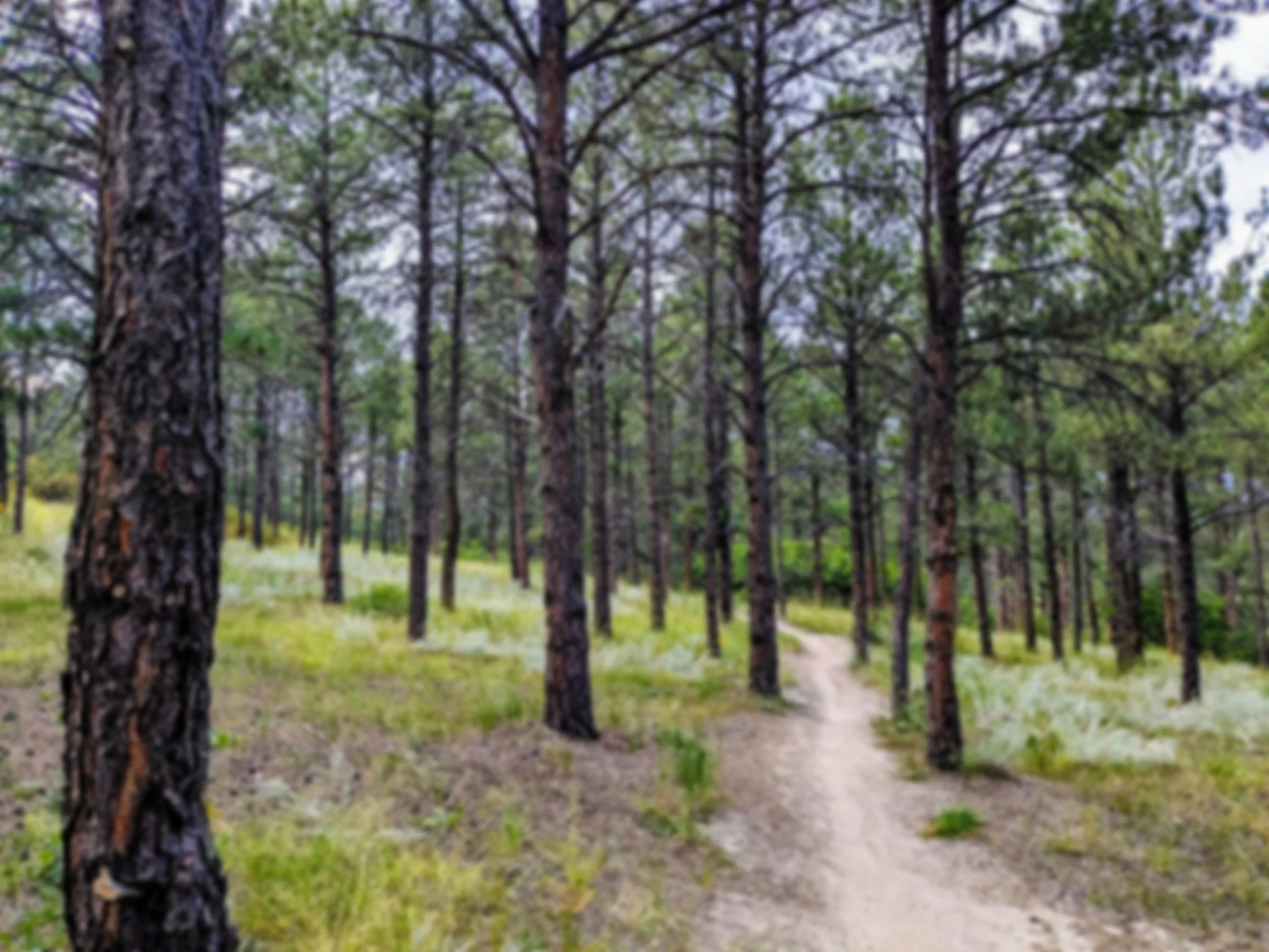 Sage Springs Therapy