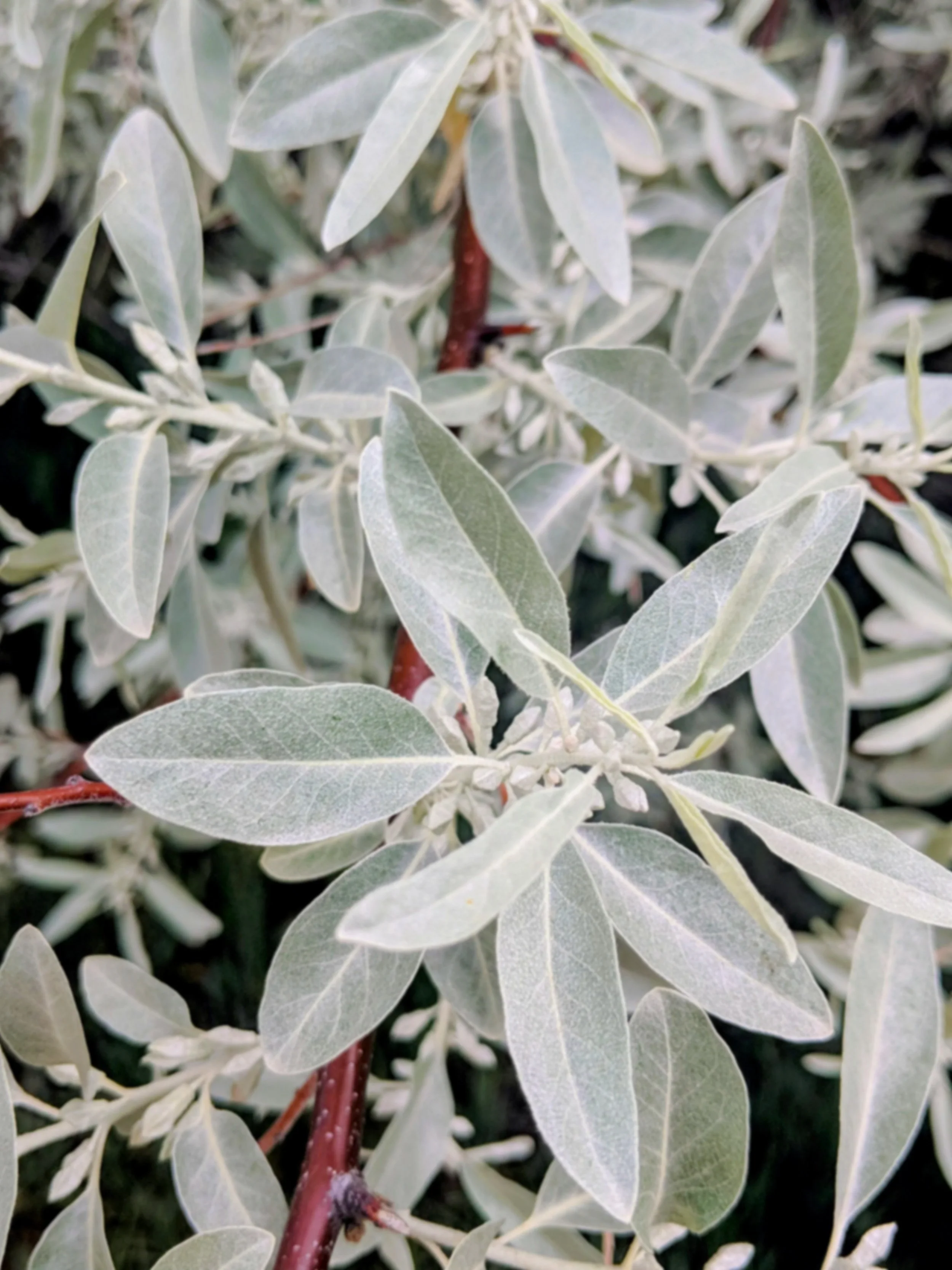 Close-up of a plant with silvery-green leaves and reddish-brown stems.