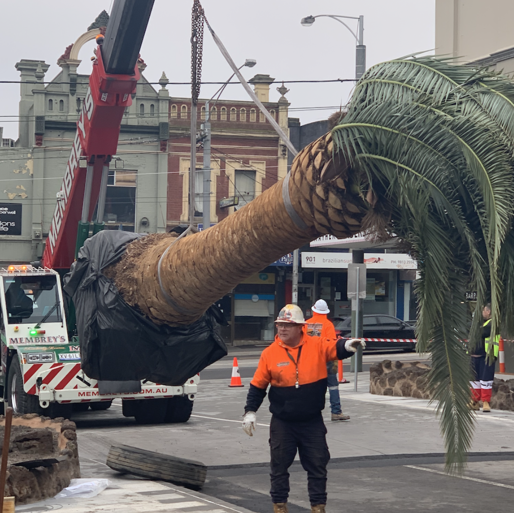 Workers in orange safety gear and helmets are installing a large, uprooted palm tree in an urban area with old buildings in the background. A crane is present, helping lift the tree.