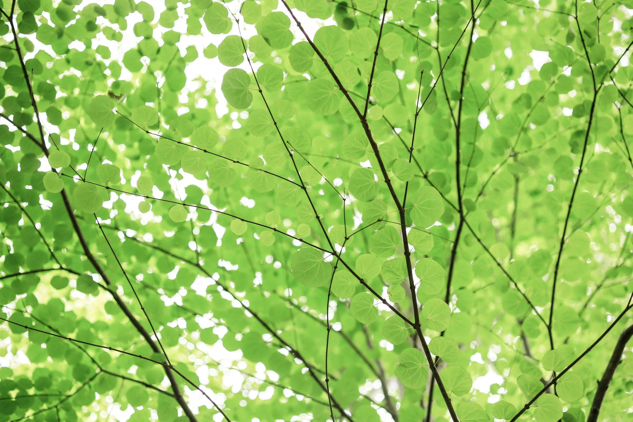 Green leaves and thin branches viewed from below in a tree canopy.