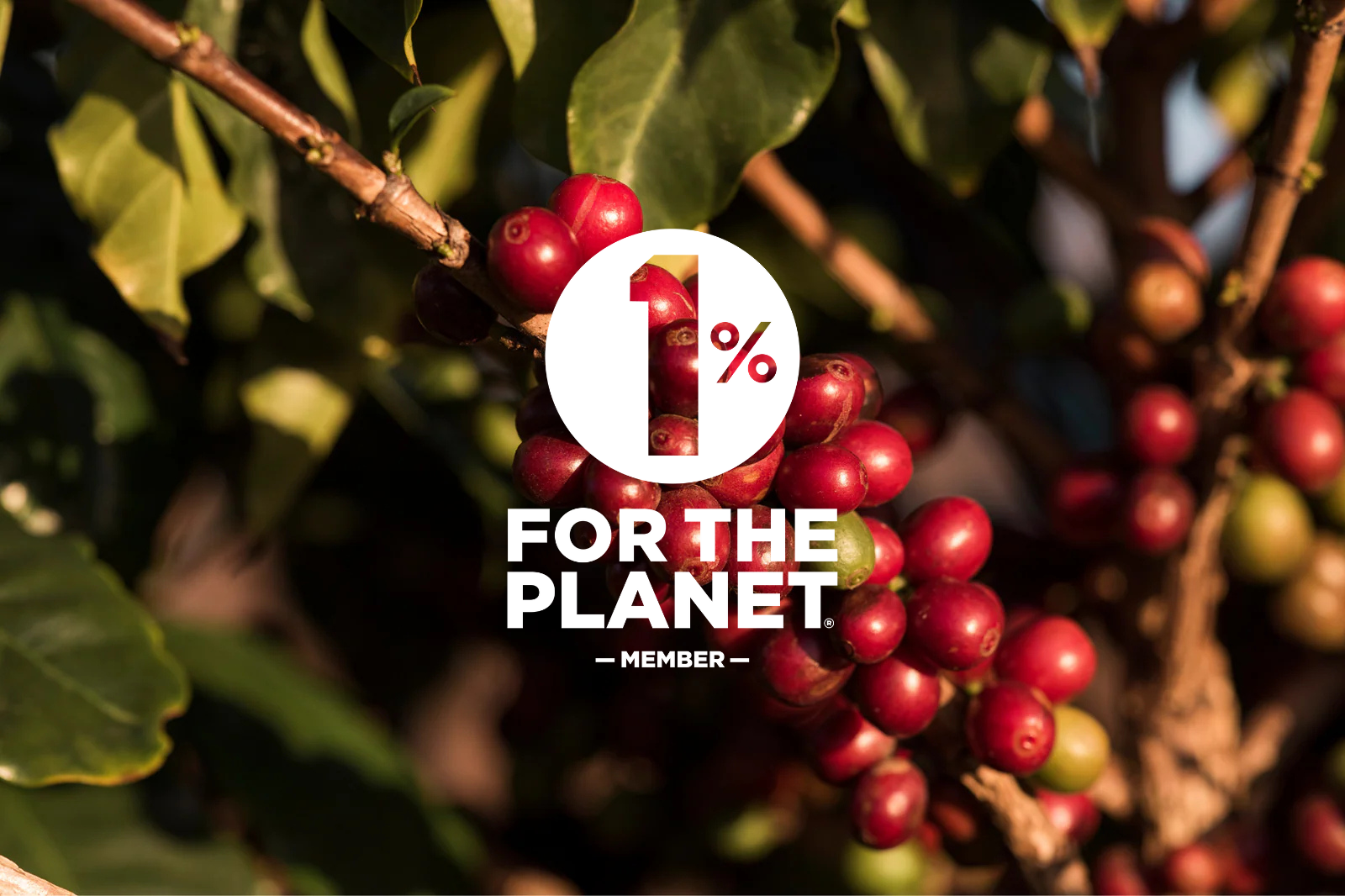 Close-up of coffee cherries on a branch, with a plain white overlay stating '1% for the Planet Member'.