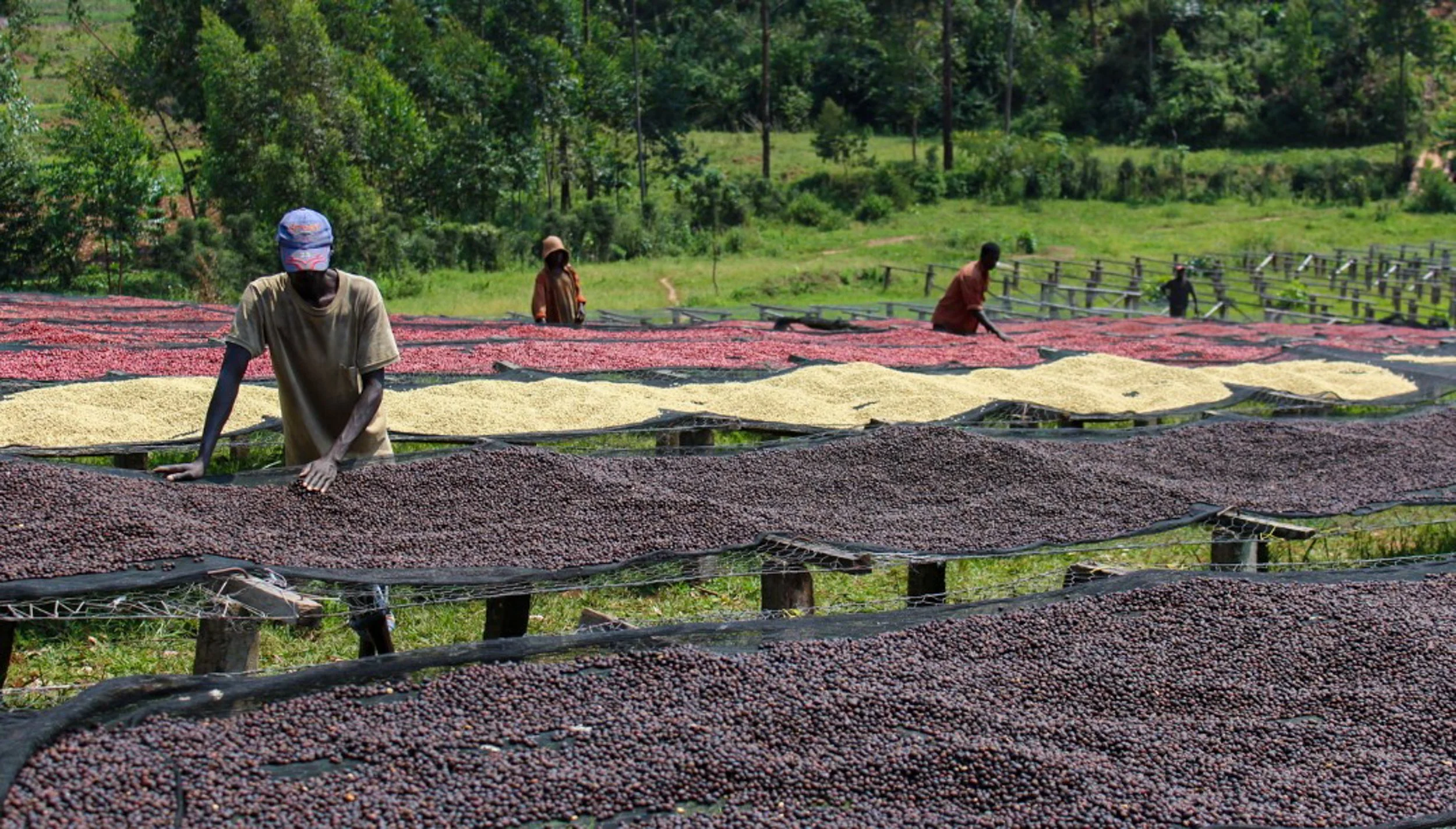 Cafe_Imports_Burundi_Masha-2-2024-01-10-211352.jpg