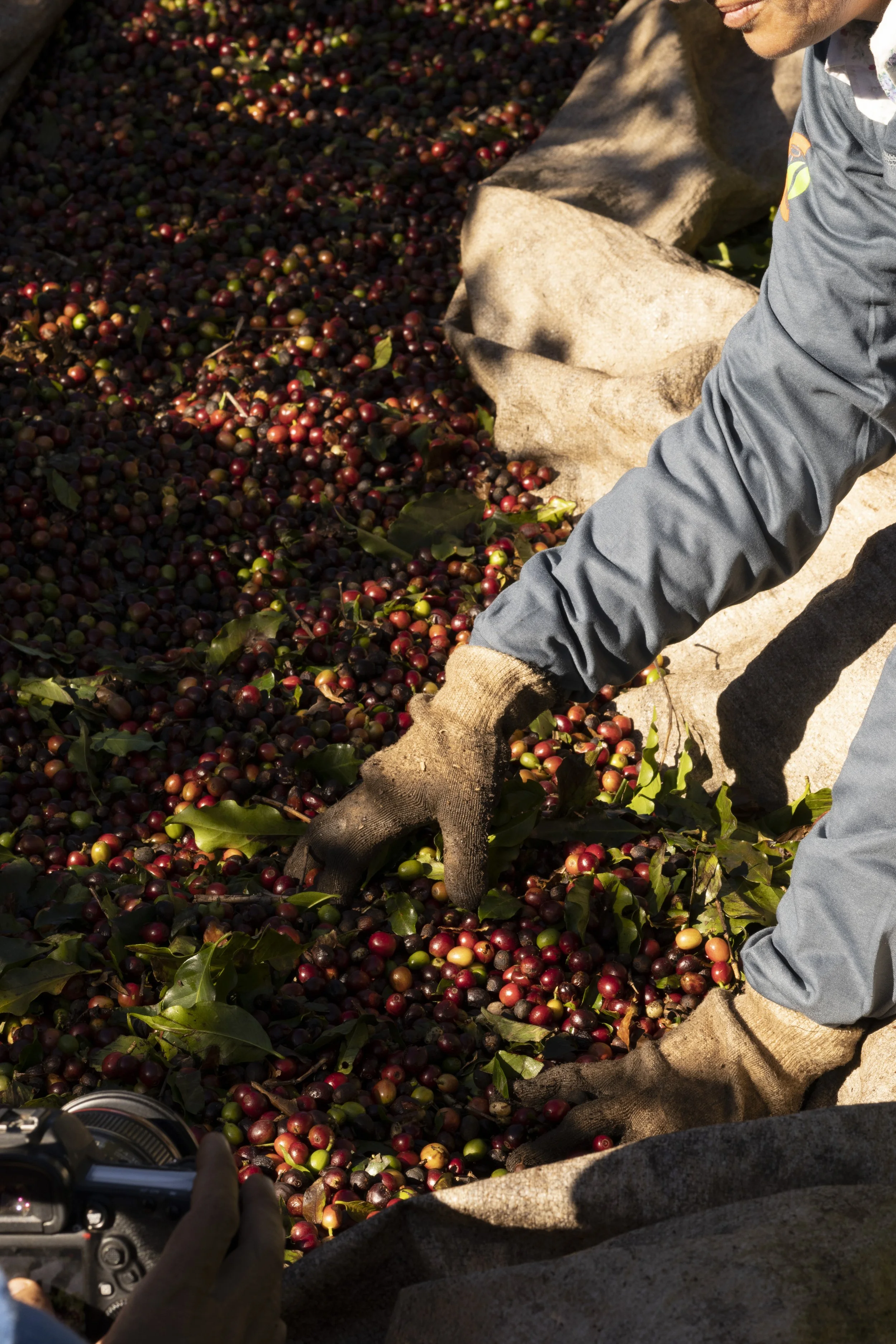 A person wearing gloves is harvesting ripe coffee cherries from a coffee farm, with a large pile of cherries on the ground and a camera visible in the foreground.