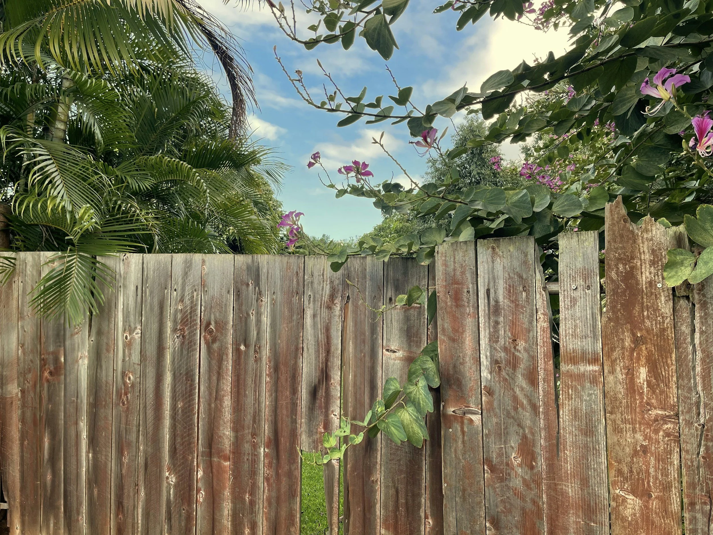 A weathered wooden fence with green vines and purple flowers growing over it, surrounded by lush green trees and plants, with a blue sky and clouds in the background.
