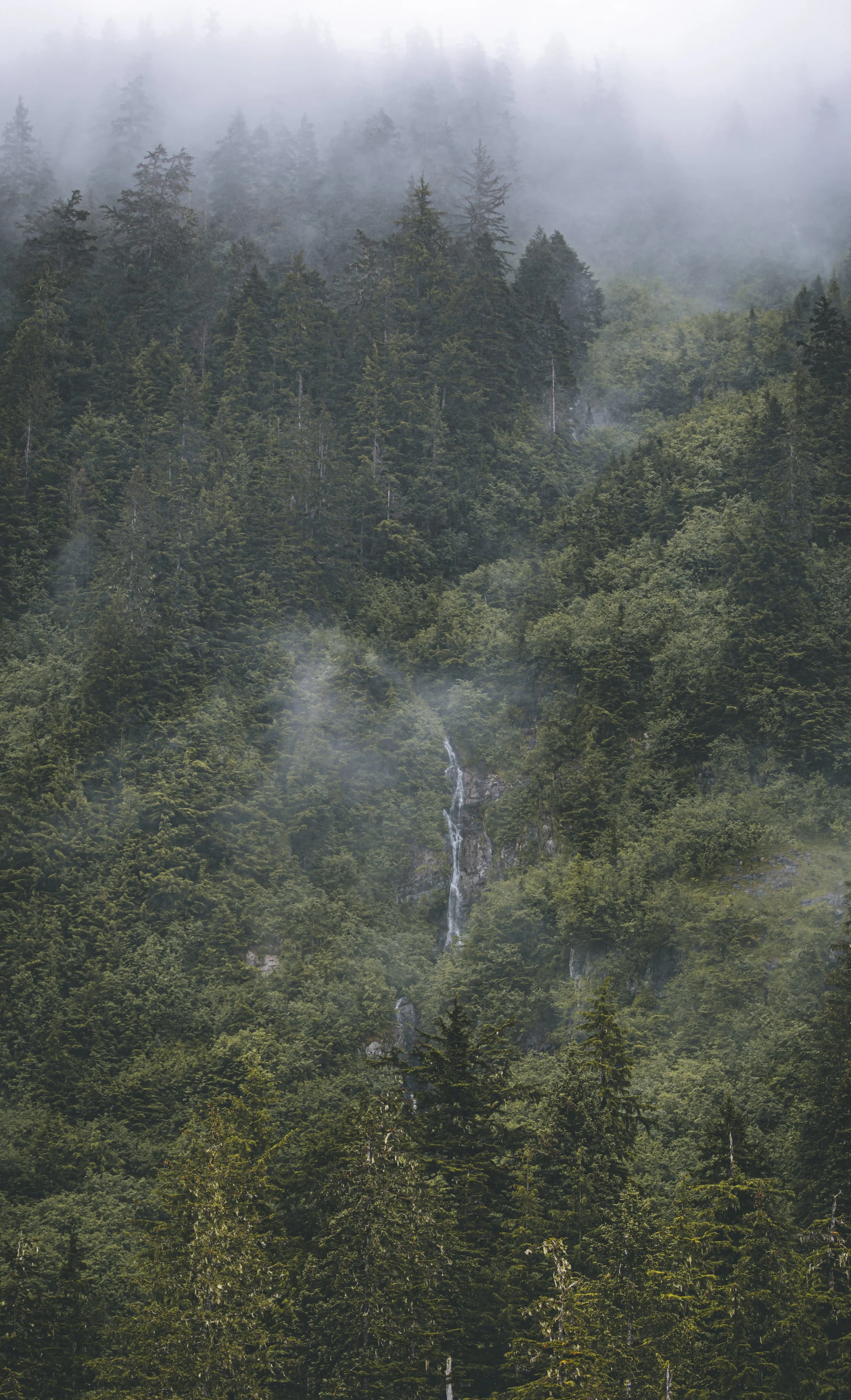 A misty forested mountain with evergreen trees and a small waterfall cascading down the slope.