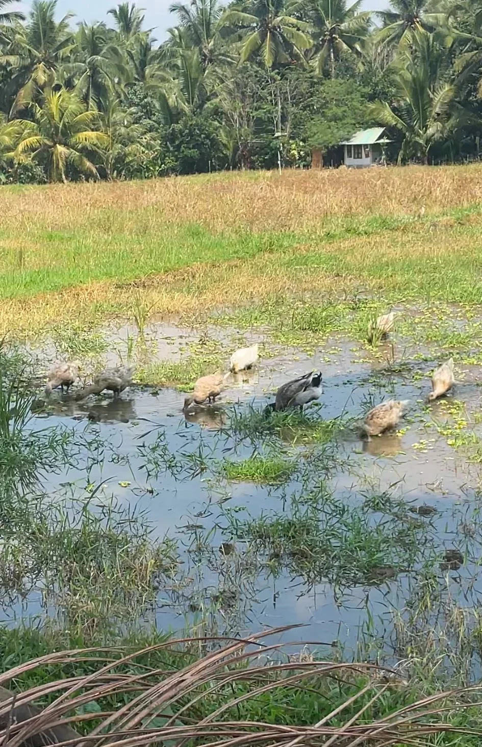 Rice Paddies